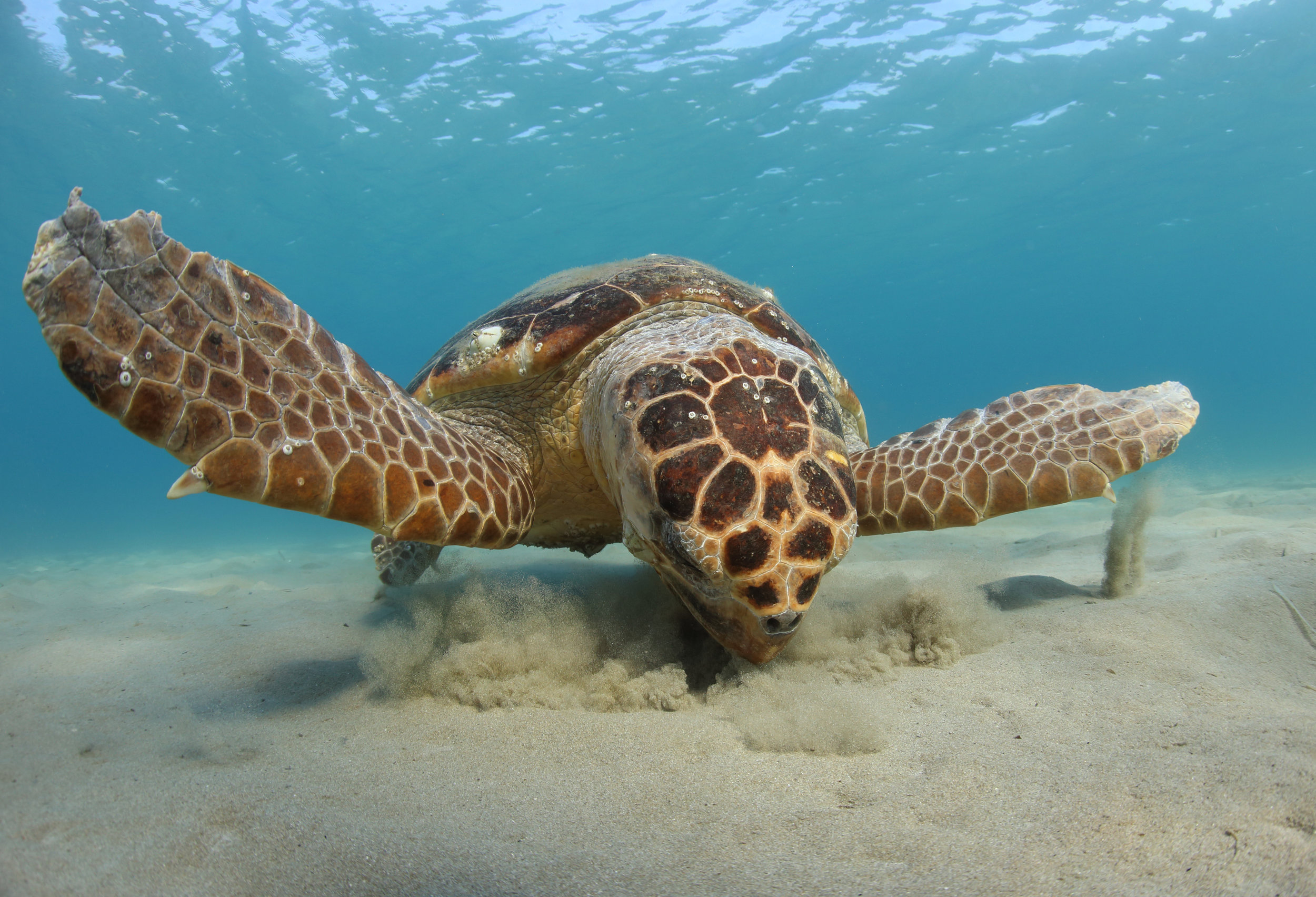  Loggerhead foraging © Kostas Papafitsoros 