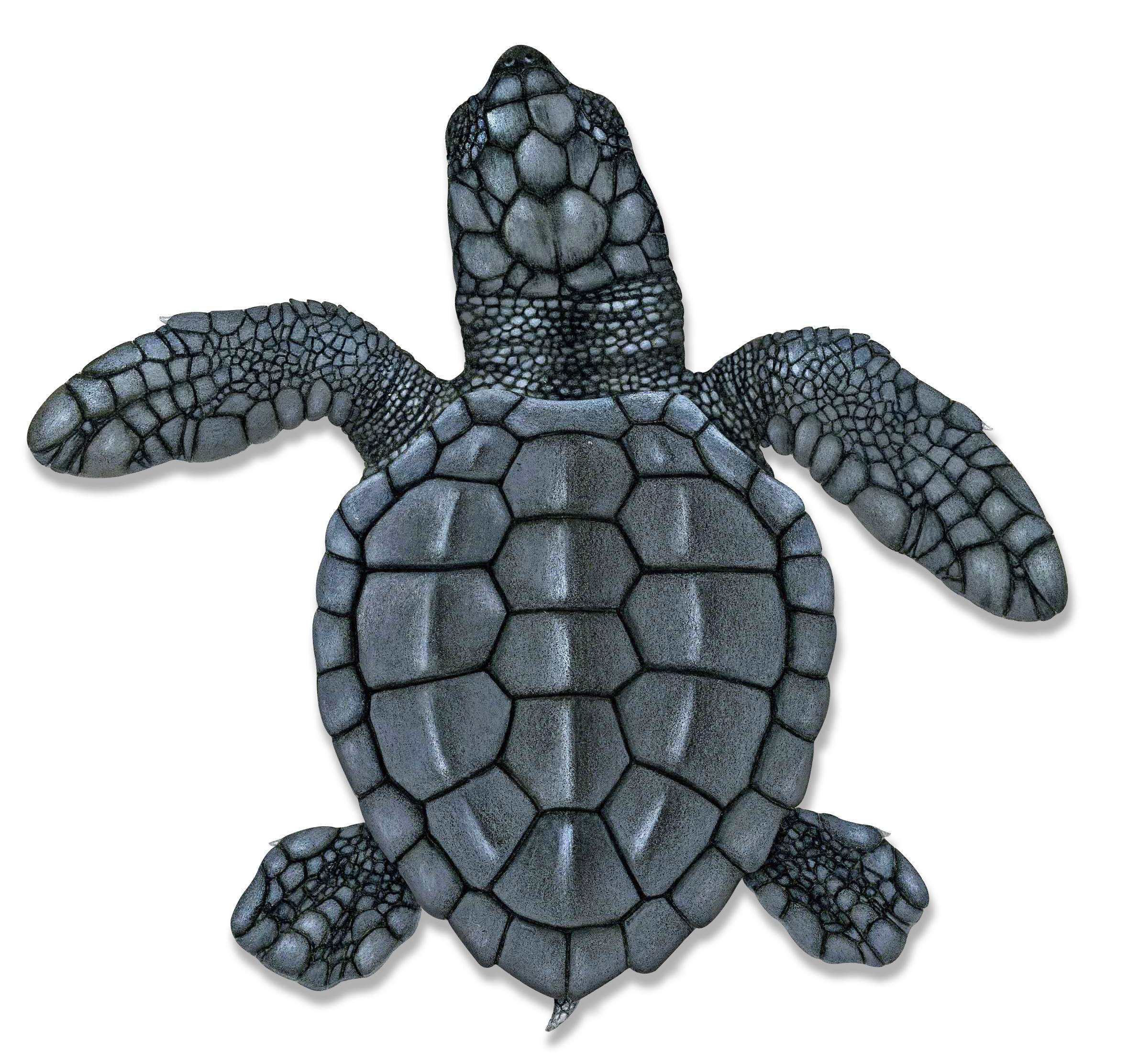 Hatchling Kemp’s ridley illustration © Dawn Witherington