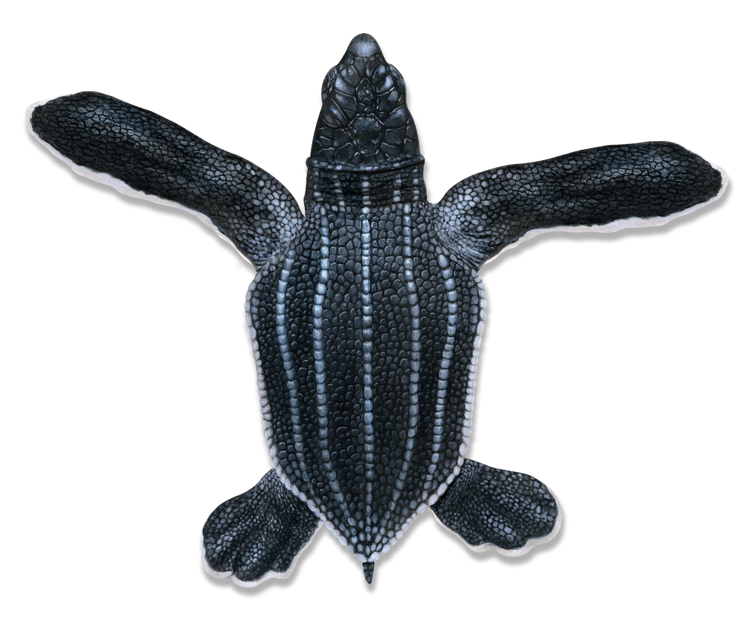  Hatchling leatherback illustration © Dawn Witherington 