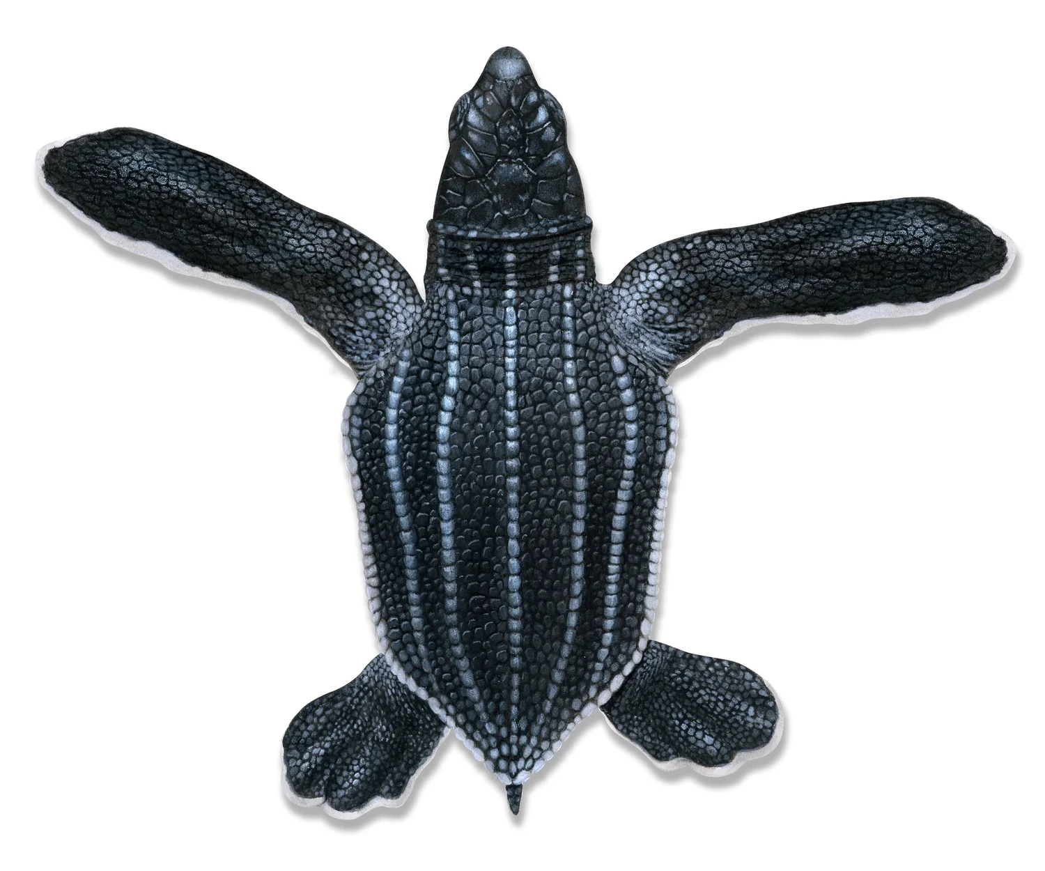 Leatherback Sea Turtle Bite Myth Vs Reality - l5o9eb3