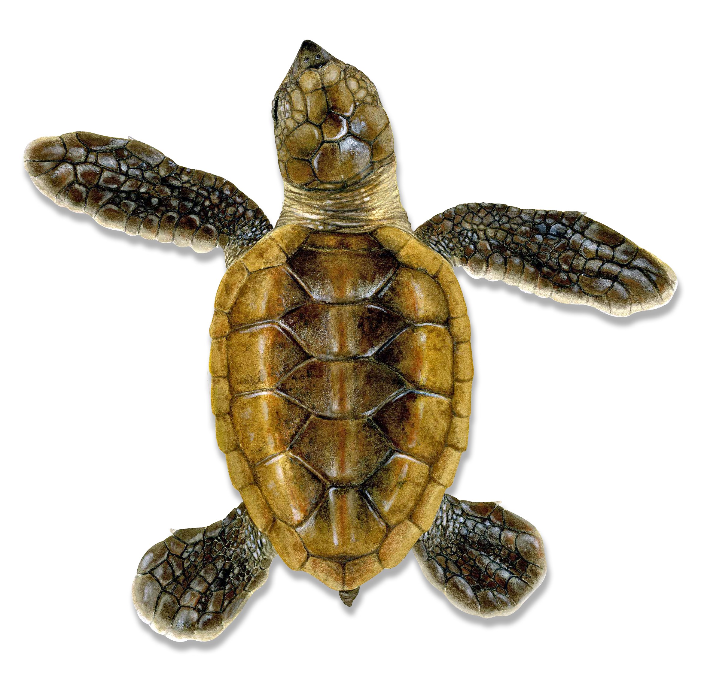 Hatchling hawksbill illustration © Dawn Witherington