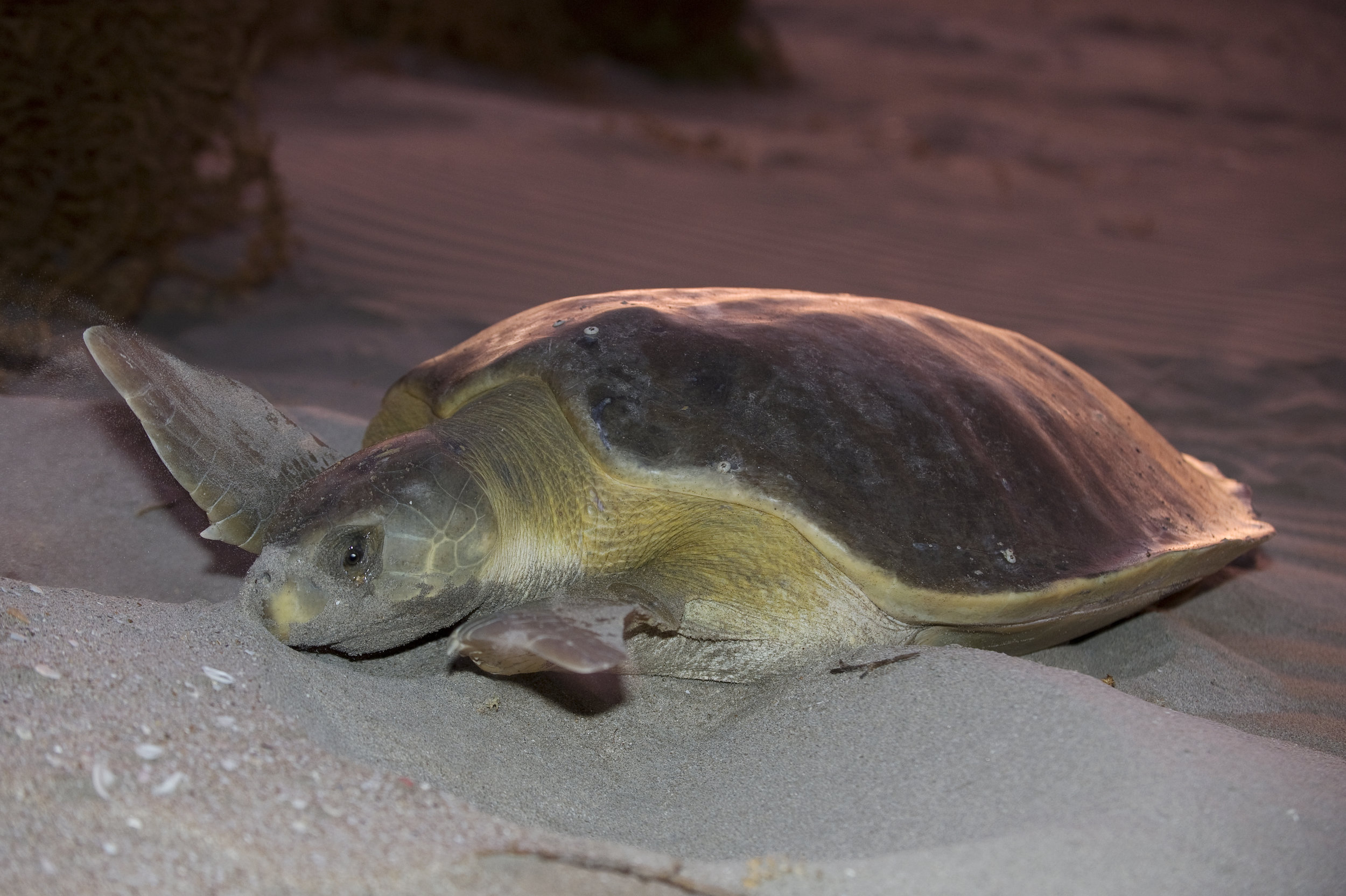 A flatback nests at dusk in Western Australia. © Calen Offield