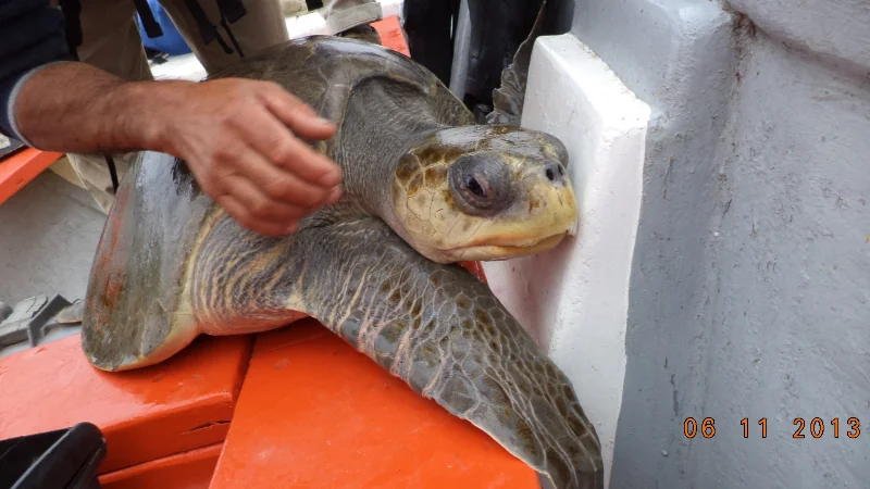 University of Antofagasta — Chile (2014)