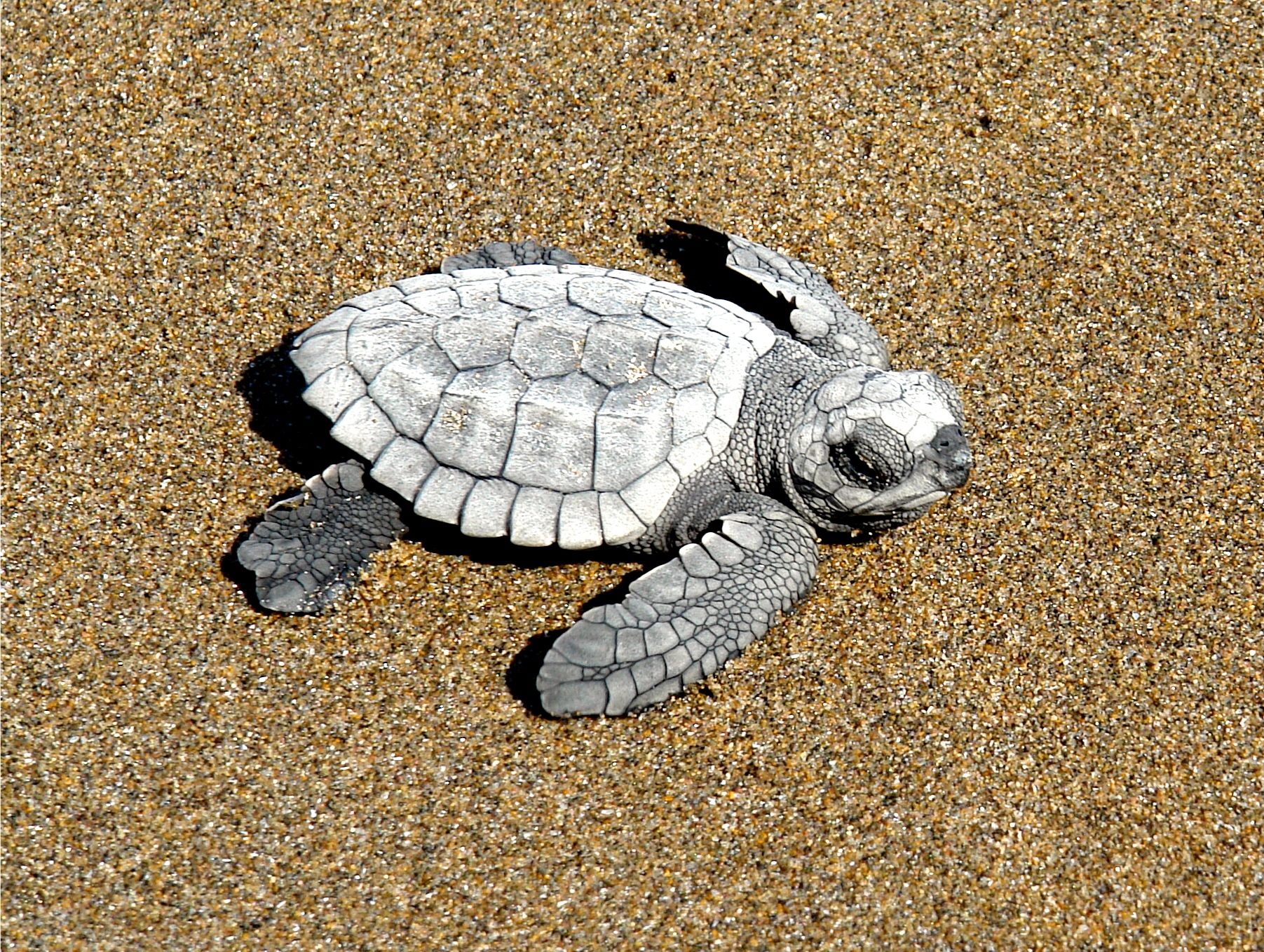  A Kemp's ridley hatchling. © Vida Milenaria 