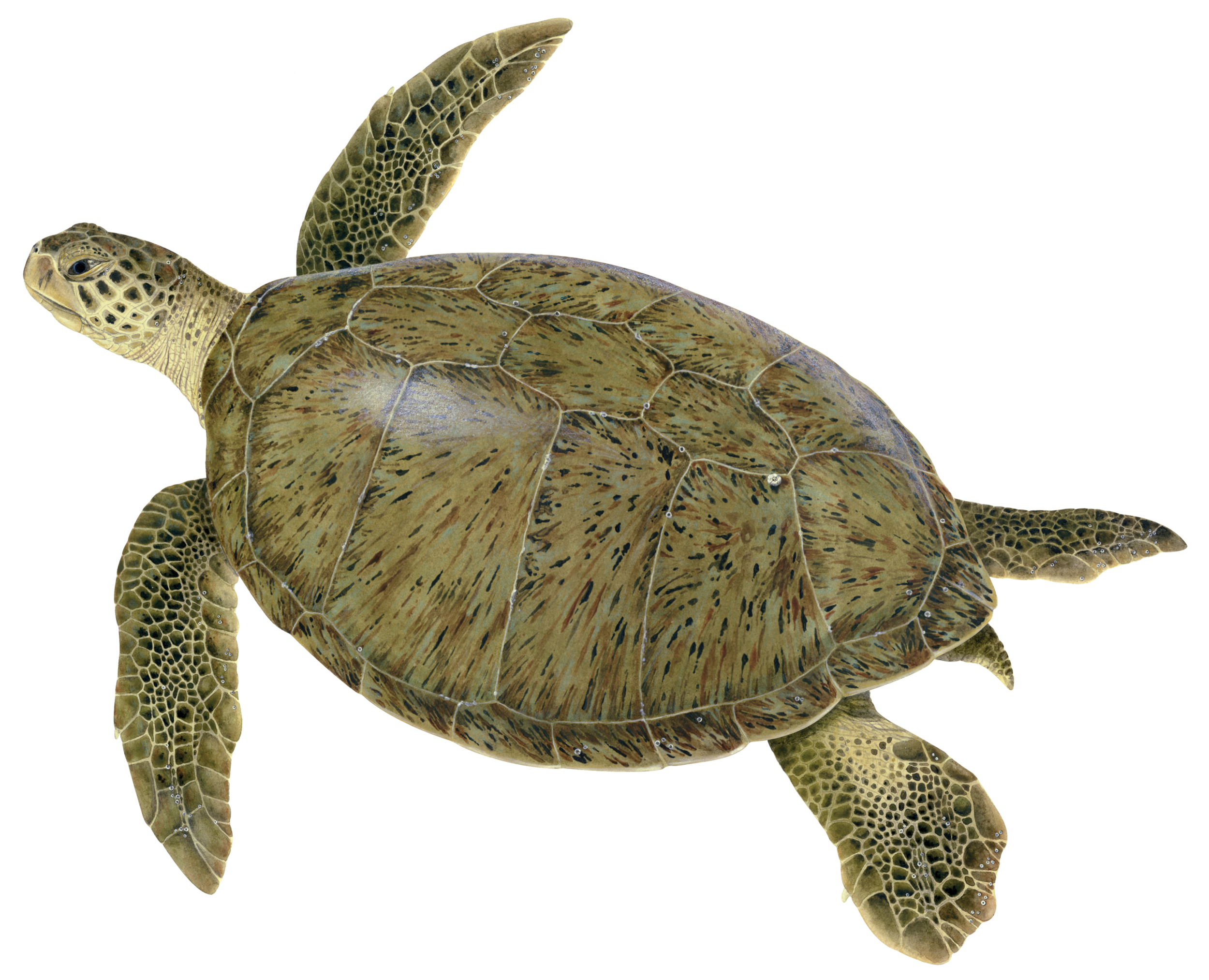  Illustration of an adult green turtle. © Dawn Witherington 