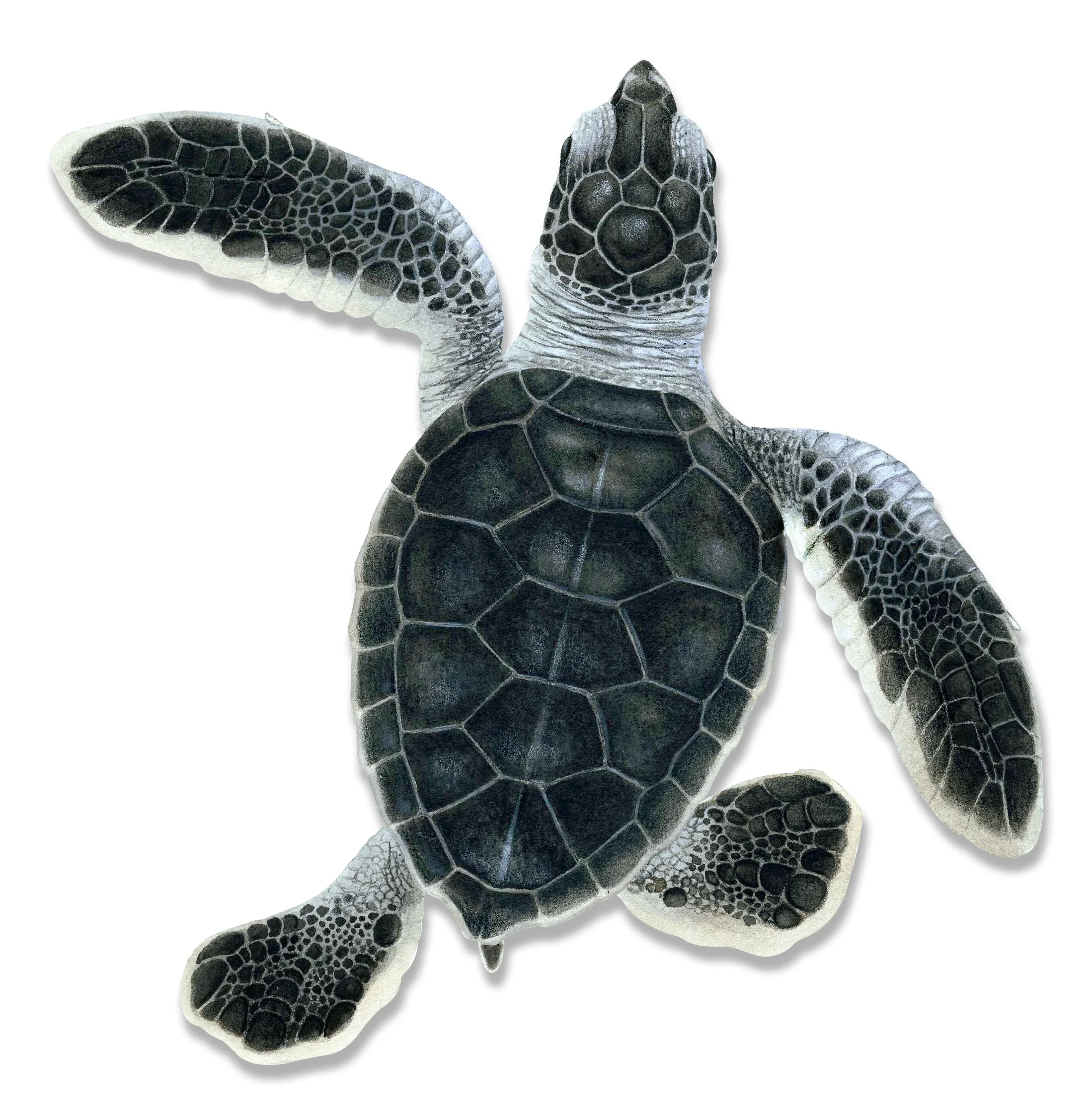 Illustration of a hatchling green turtle. © Dawn Witherington