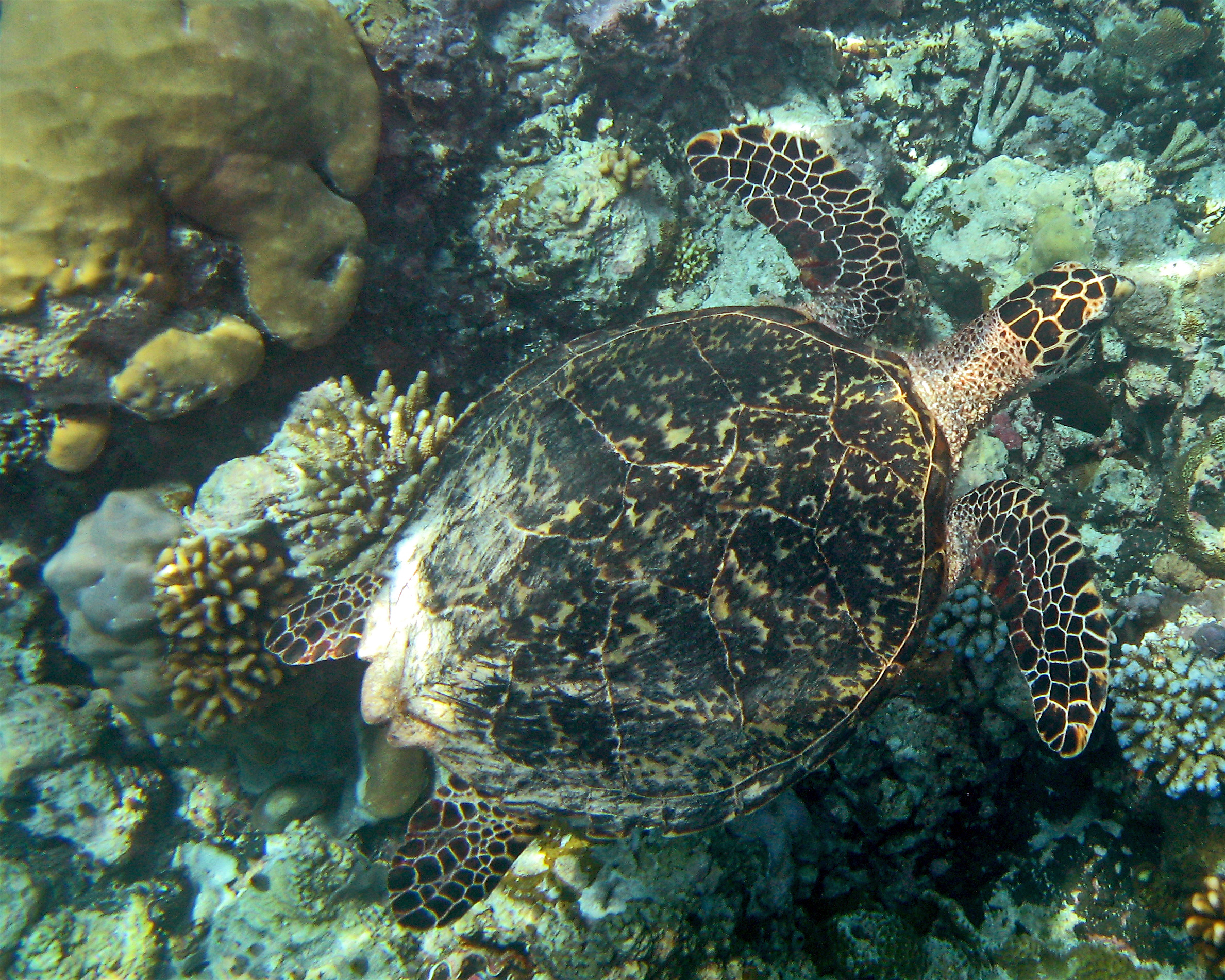 A hawksbill turtle in Palau. © Wayne Sentman