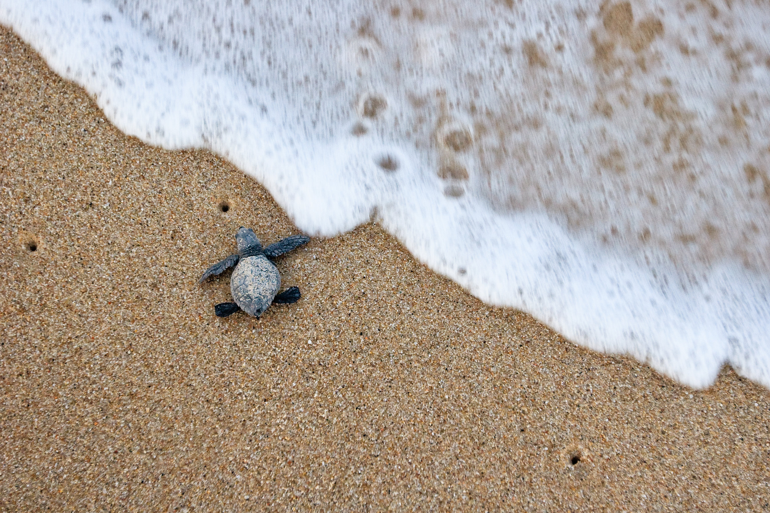  A hatchling olive ridley enters the sea in Baja California, Mexico. © Brian J. Hutchinson 