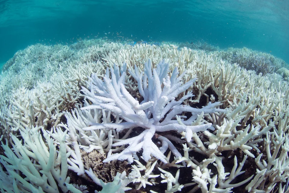 A bleached coral reef. © The Ocean Agency
