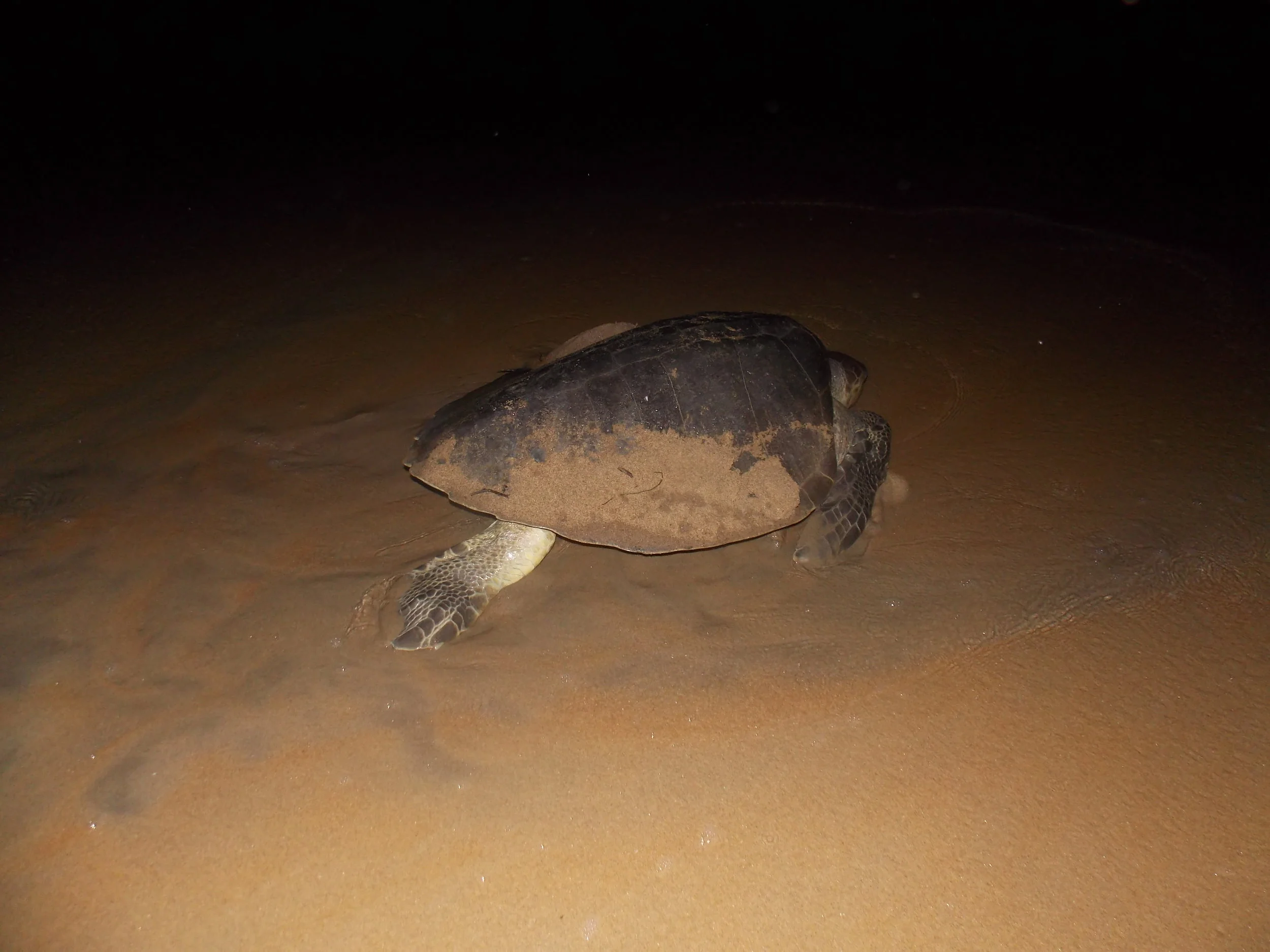 Association Camerounaise de Biologie Marine —  Cameroon (2016)