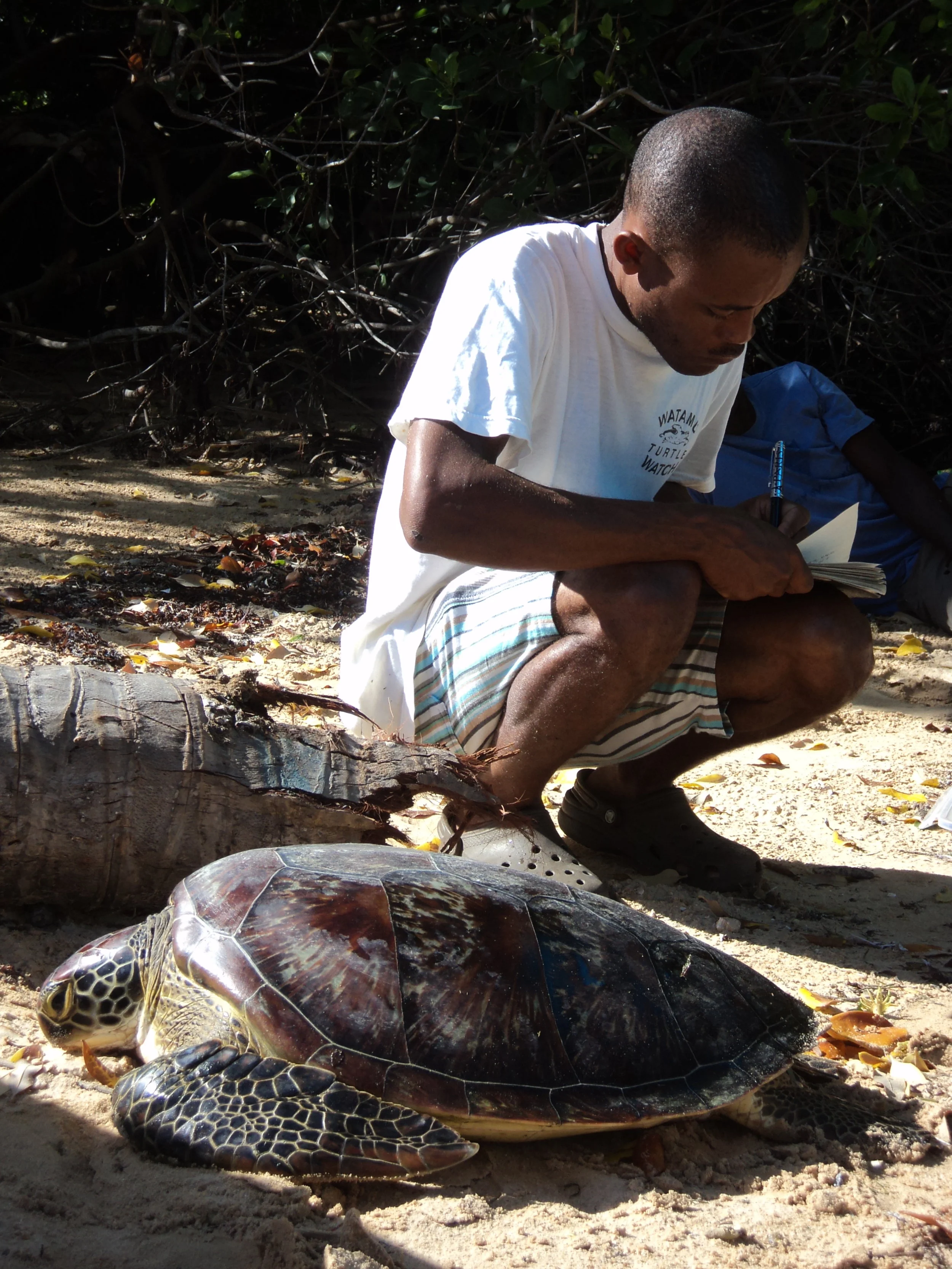 Local Ocean Trust: Watamu Turtle Watch — Kenya (2011)