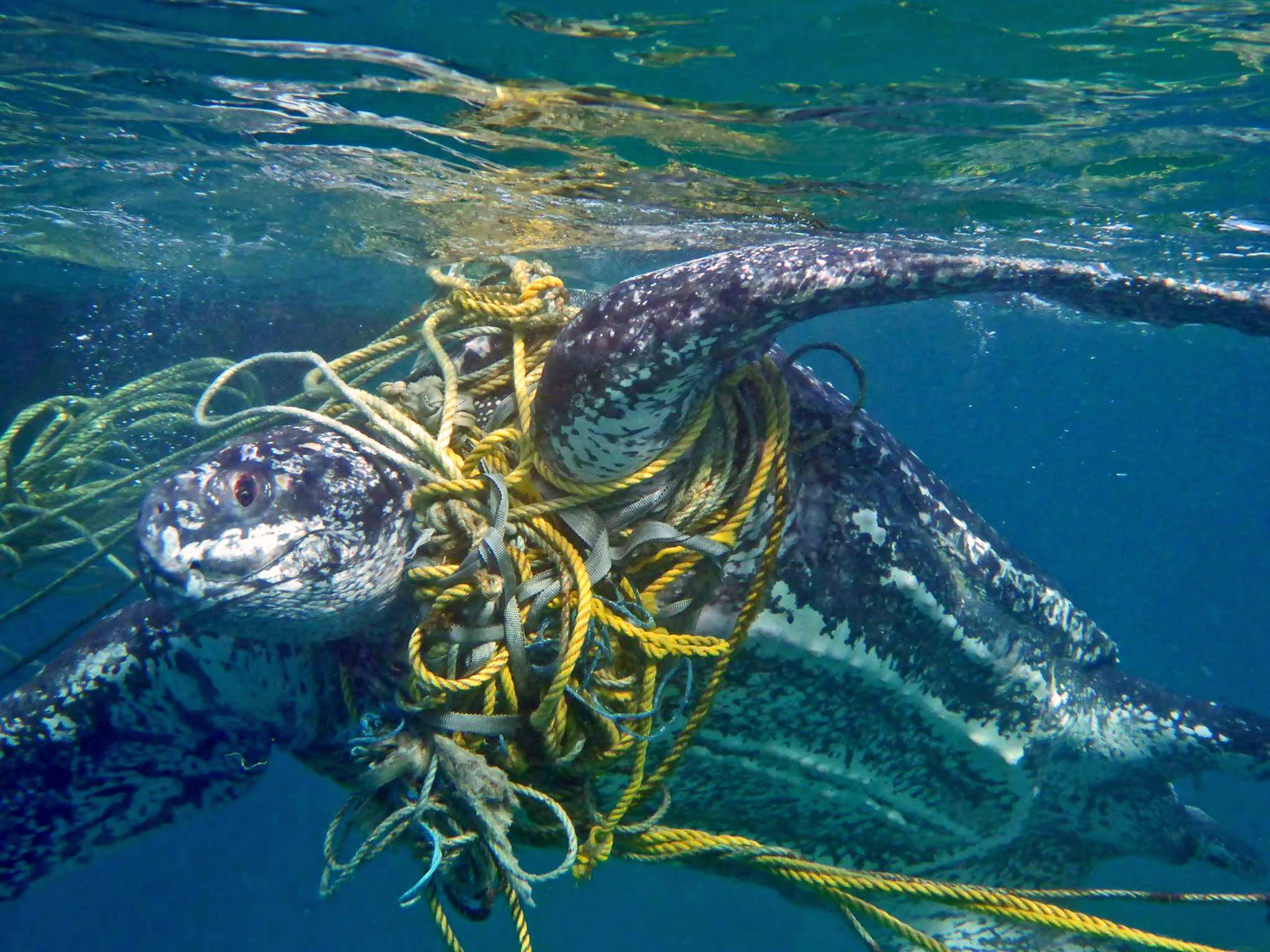 Leatherback entangled in fishing gear. © Kate Charles