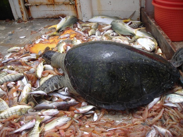 A green turtle incidentally captured in a shrimp trawl. © Michel Nalovic CRPMEM Guyane/WWF French Guiana