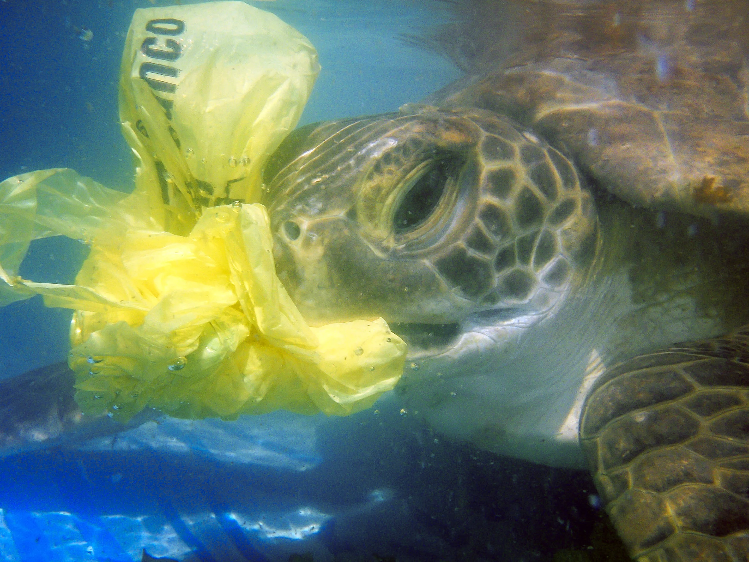 Plastic ingestion is a big and growing problem for sea turtles. © Karumbé