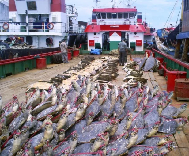 An illegal cache of dead hawksbill turtles seized in Indonesia. © Turtle Foundation