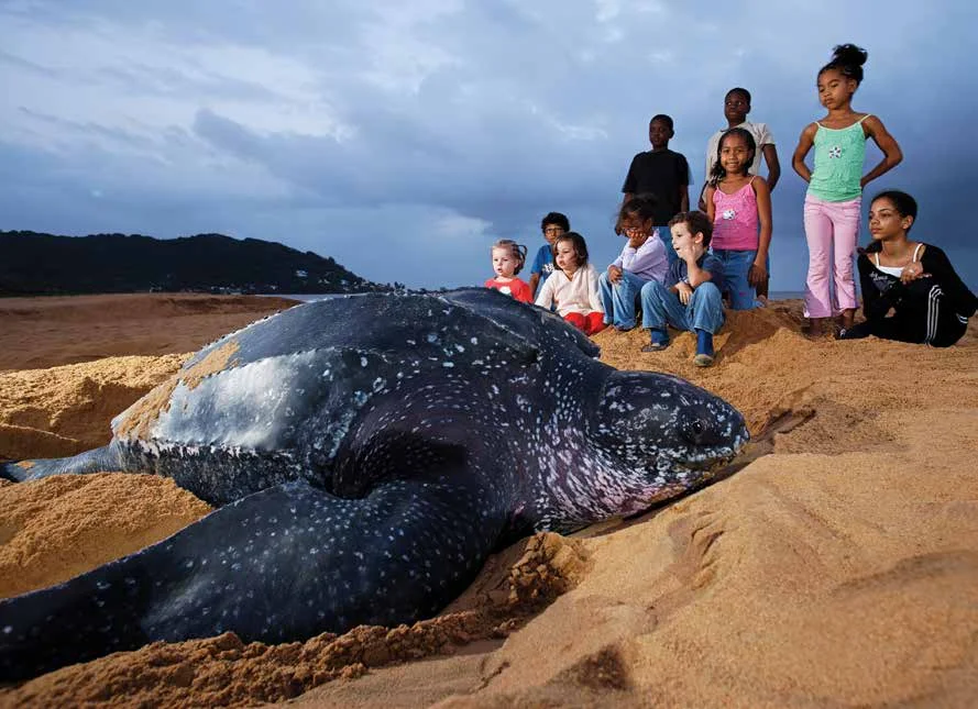 School children observe a rare daylight-nesting leatherback in French Guiana. © THIERRY MONTFORD FOR WWF