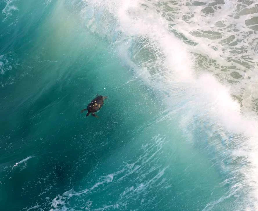 Michoacán's Black Turtle: Back from the Brink