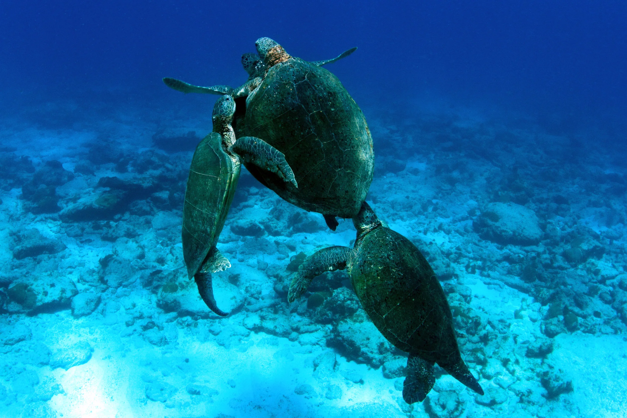 Mating green turtles accompanies by satellite males near Aves Island, Venezuela. © Gaby Carias Tucker