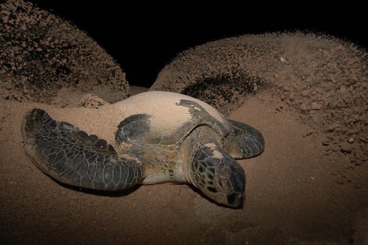  An adult female green turtle nesting © Nicolas Pilcher 