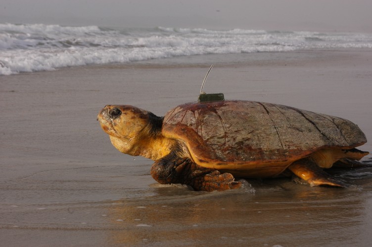 A loggerhead with a satellite tag is released © Nicolas Pilcher