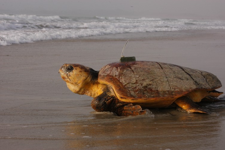  A loggerhead with a satellite tag is released © Nicolas Pilcher 