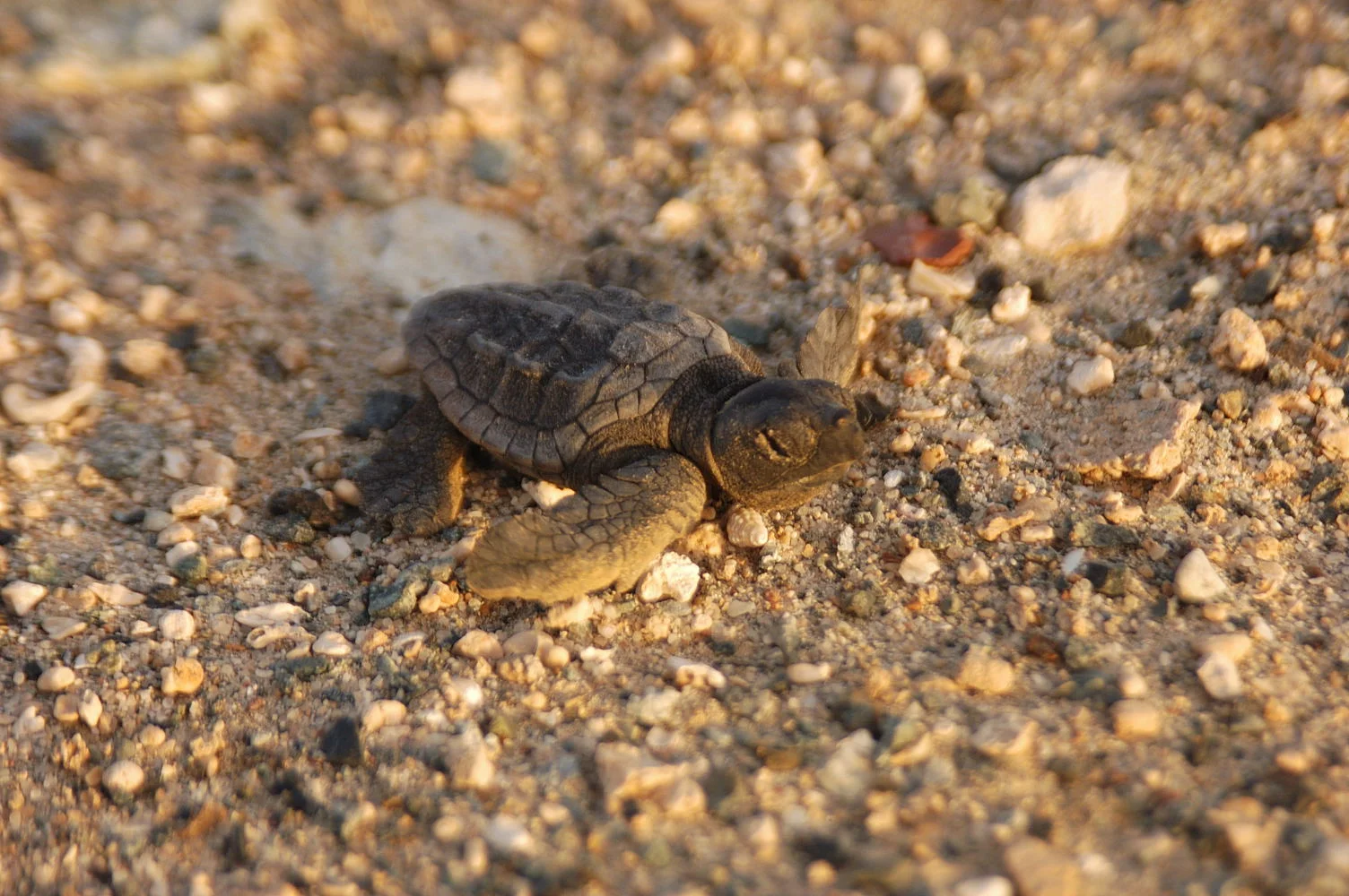 A loggerhead hatchling © Nicolas Pilcher