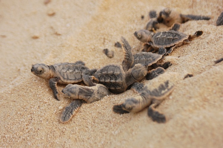 Hawksbill hatchlings emerging from nest © Nicolas Pilcher