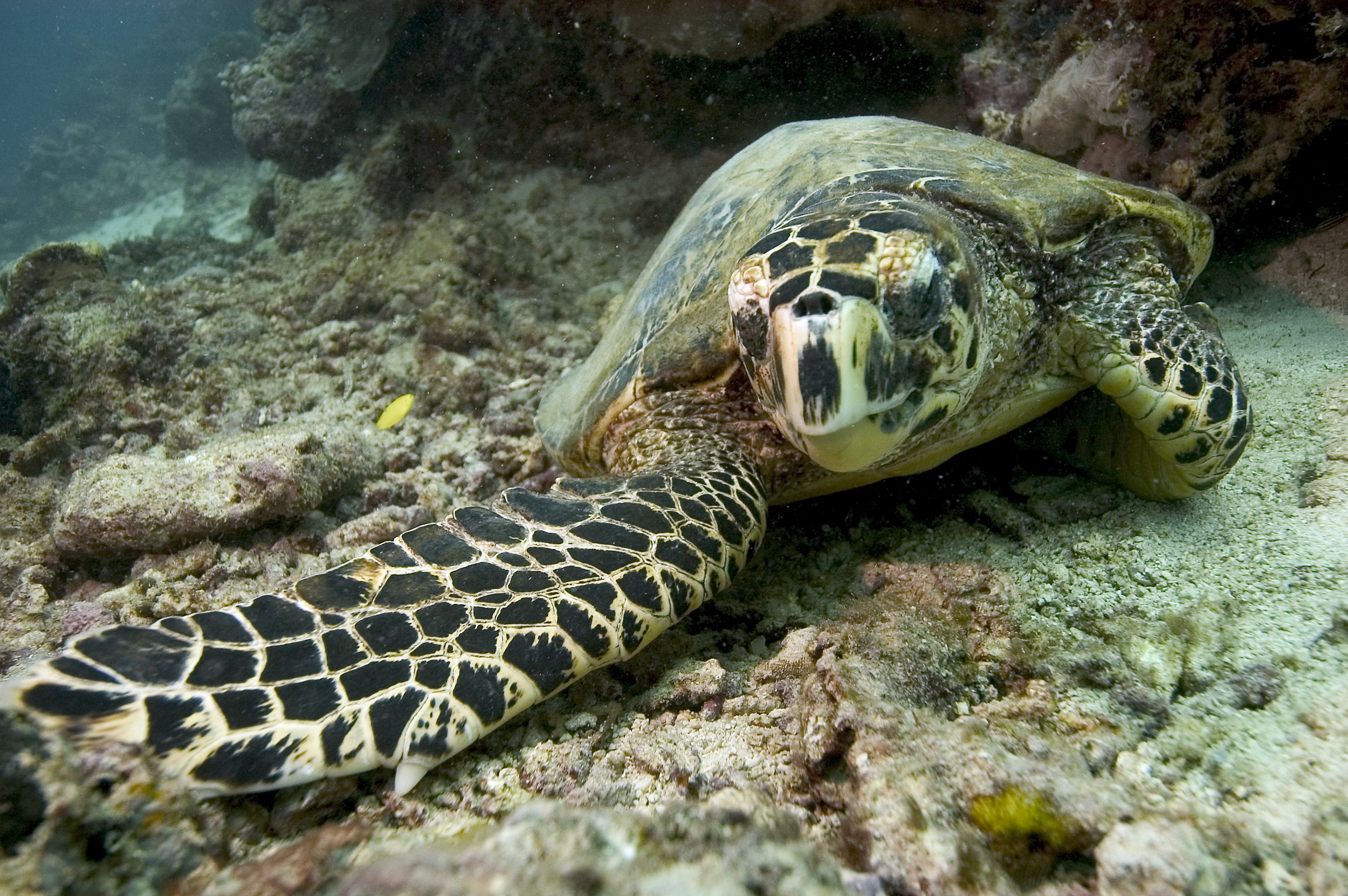  A hawksbill turtle on a reef © Nicolas Pilcher 