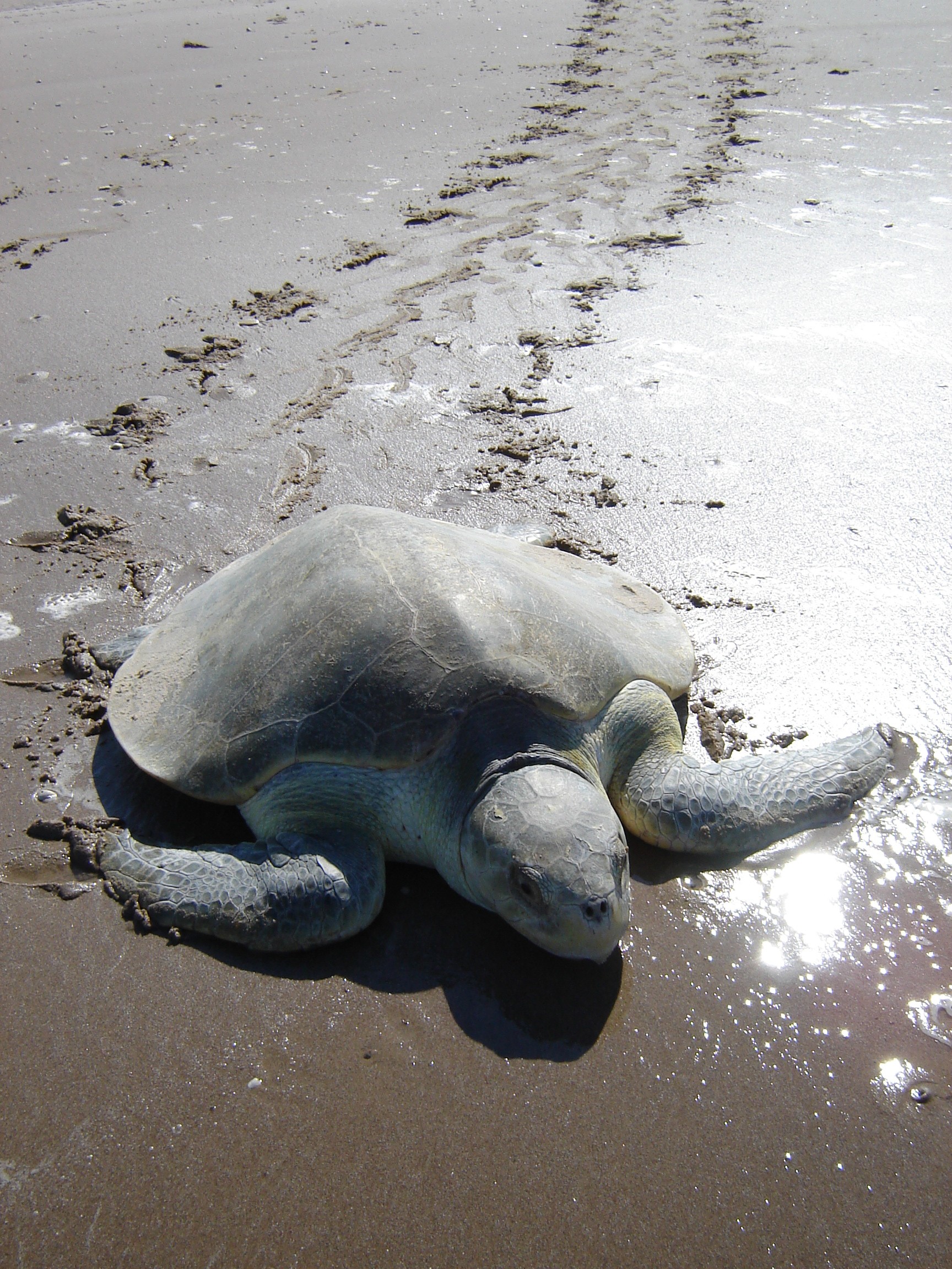  A Kemp’s ridley returns to sea after nesting. © NPS Photo 