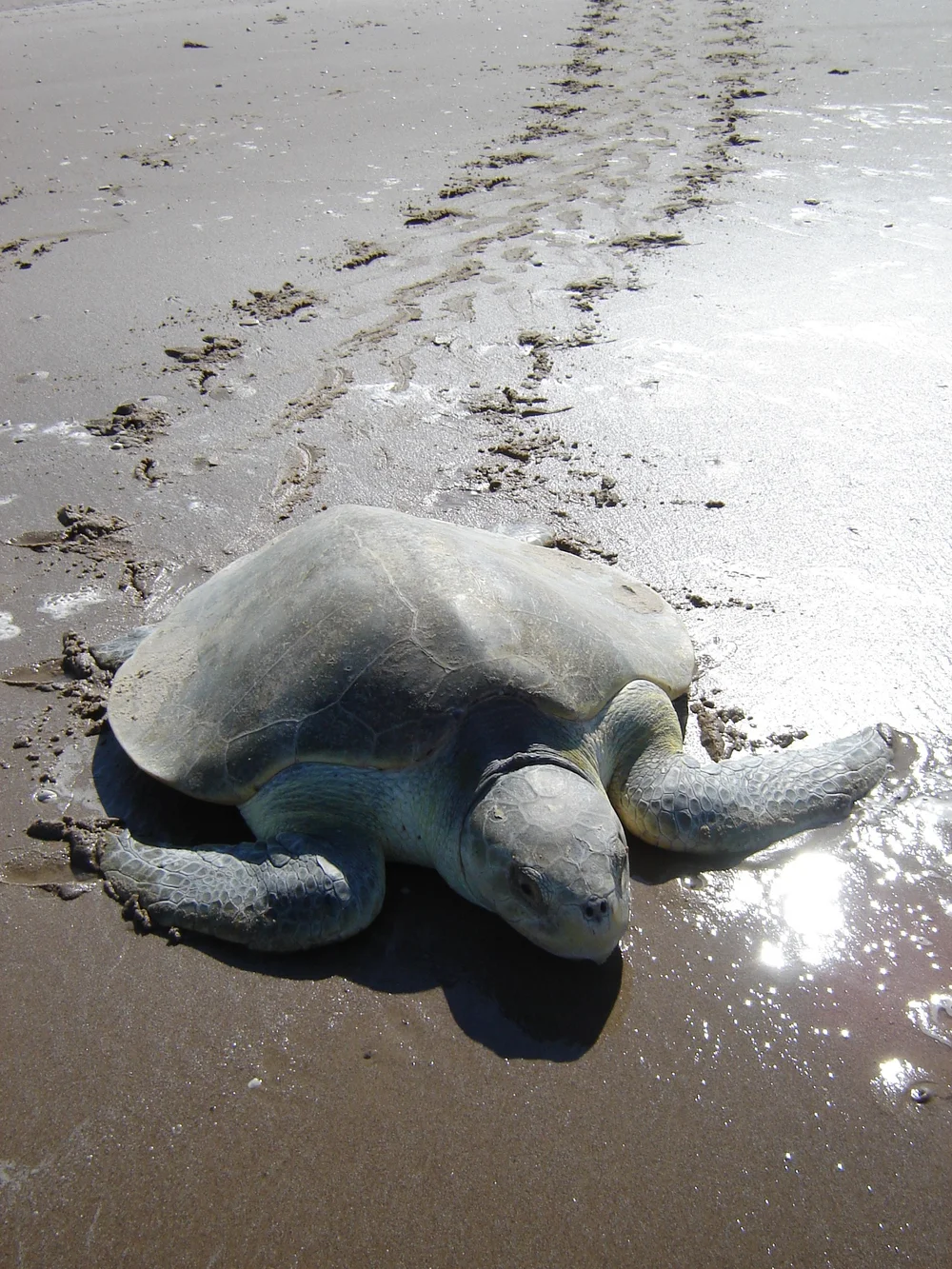 Florida Ridley Turtle Kemp's Ridley Turtle | Sea Turtle Species — The State of the World's ...