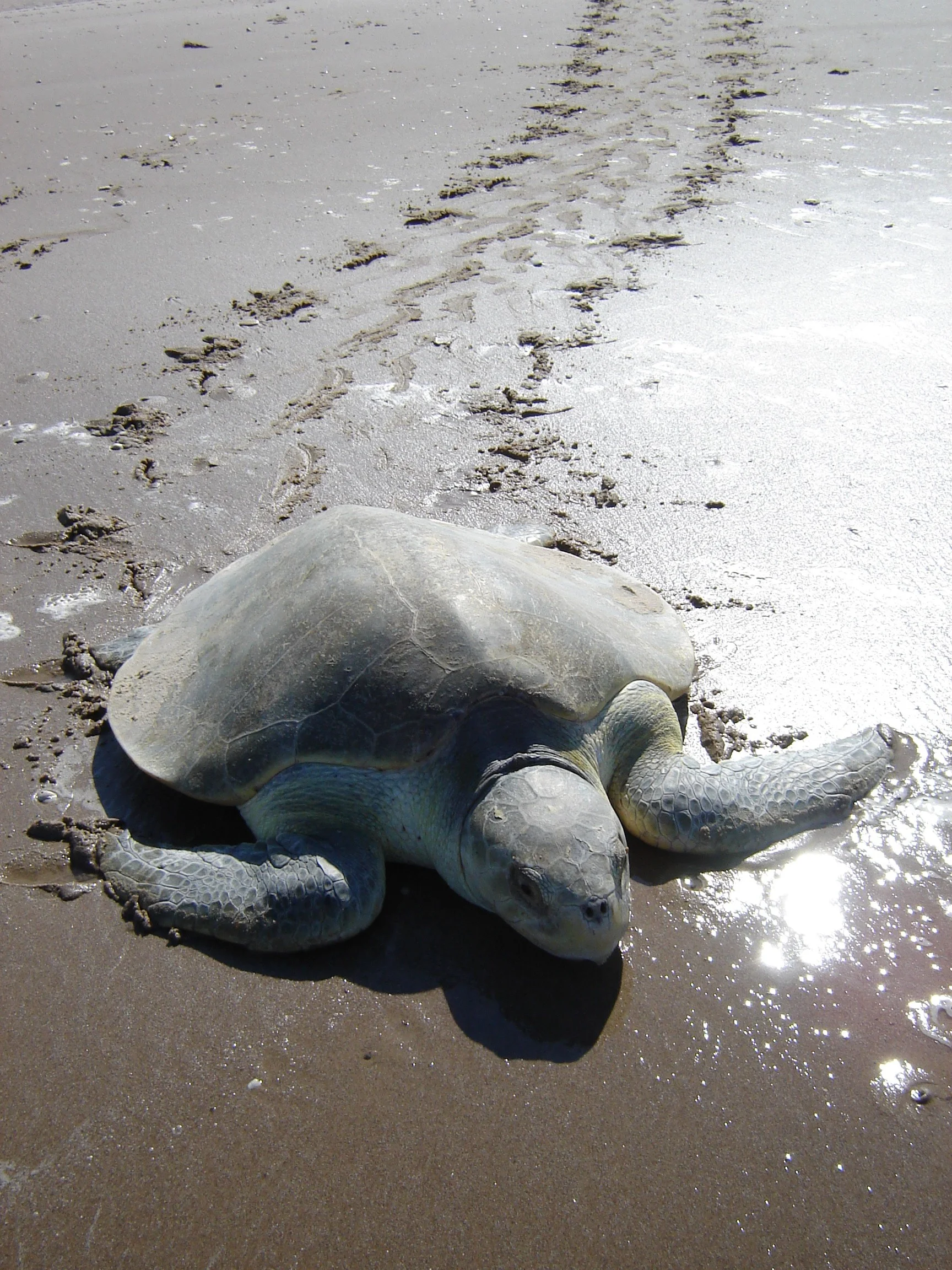 Kemp's Ridley Turtle | Sea Turtle Species — The State of the World's ...