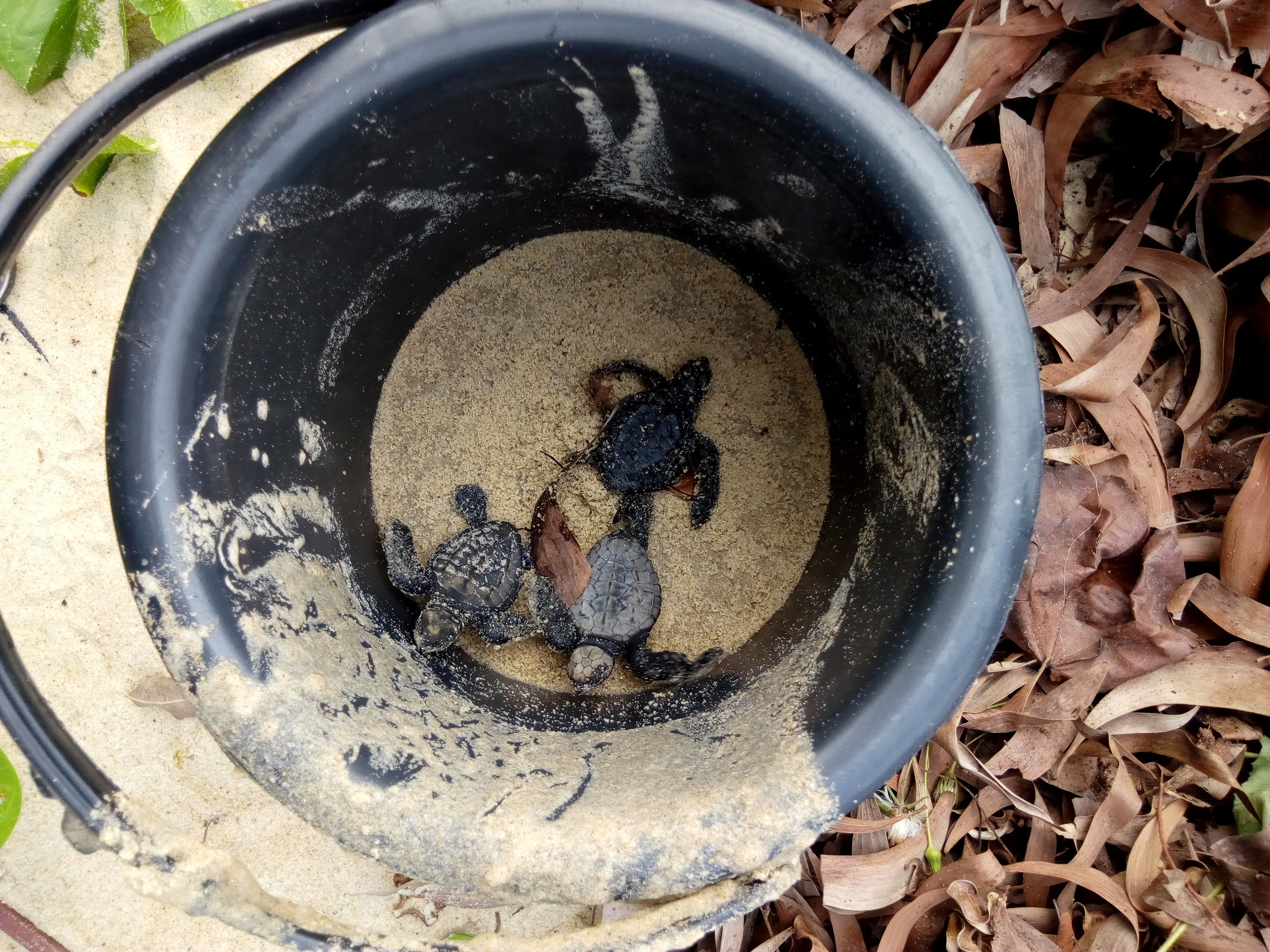 Aventures Sans Frontières — Gabon (2018)