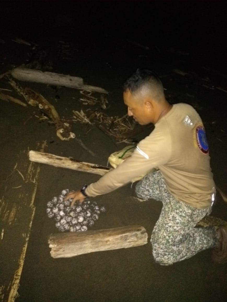 Nest relocation Colombia.jpg