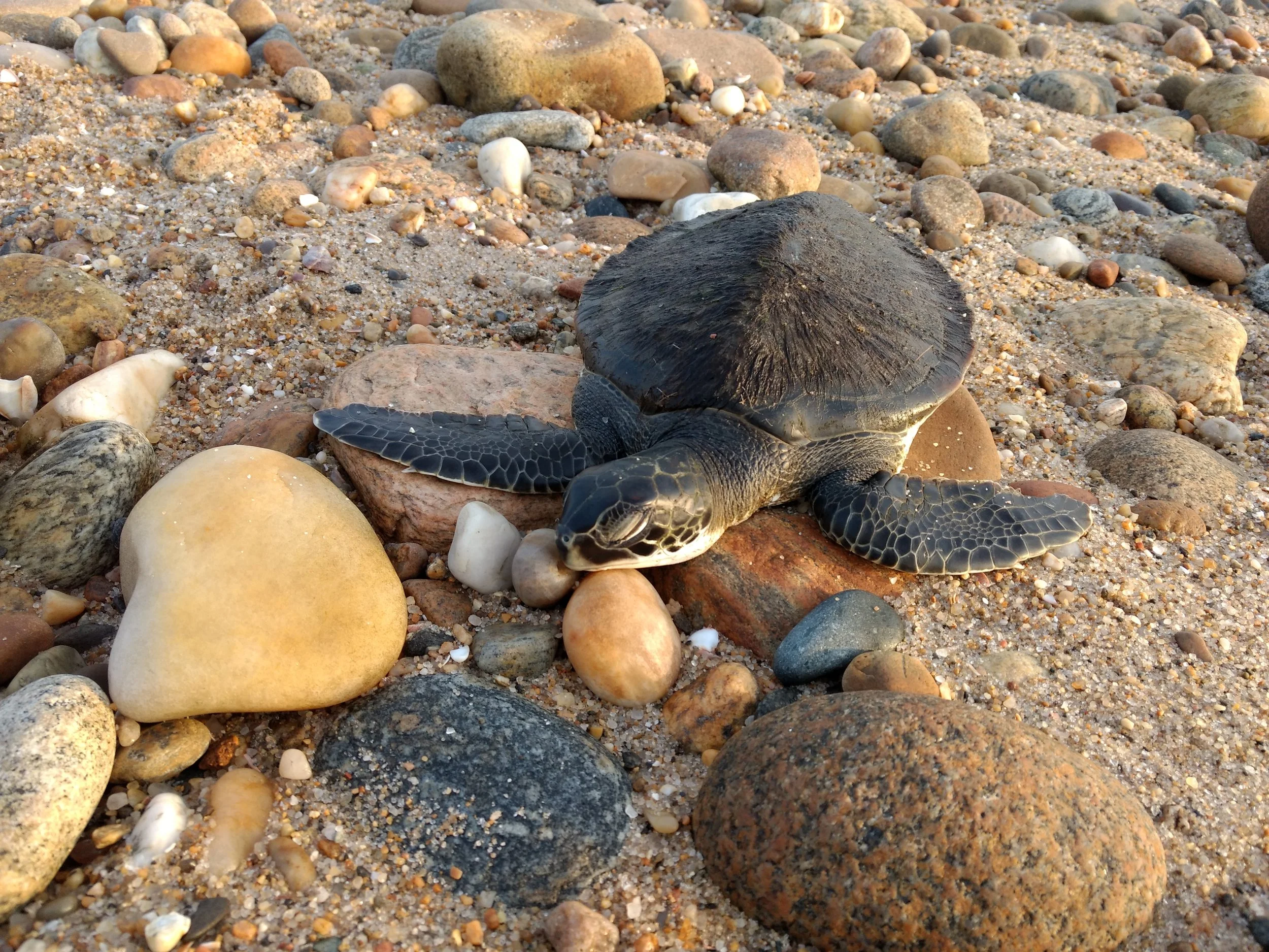 Riverhead Foundation for Marine Research and Preservation — USA (2018)