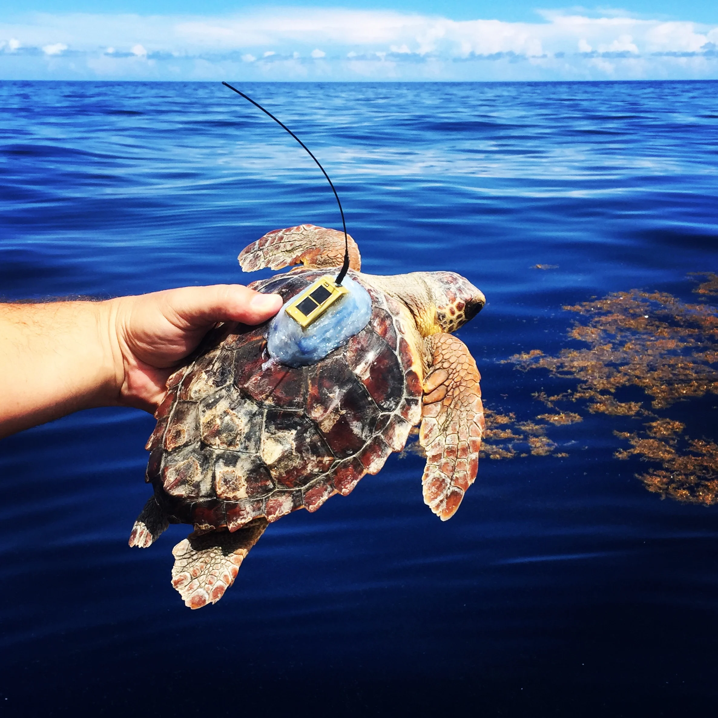 Atlantic Loggerheads: Why Isn’t the Best Understood Sea Turtle ...