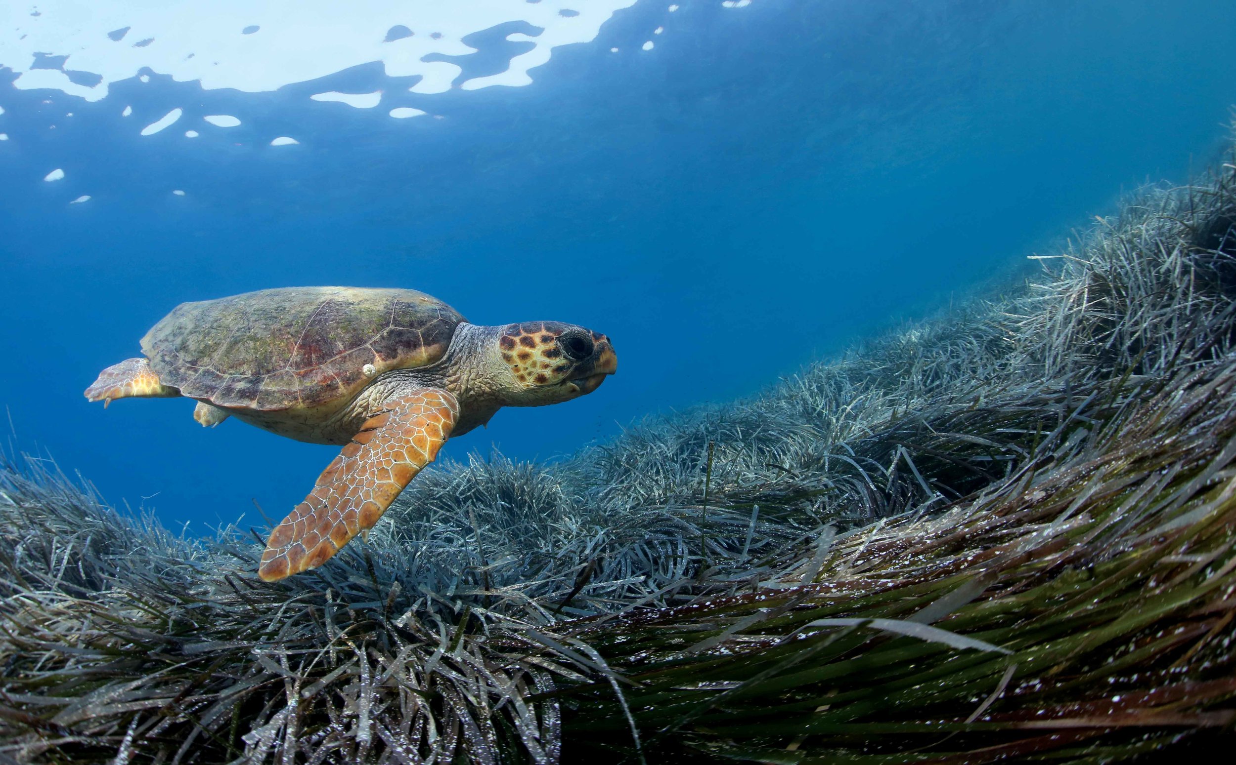 Green Turtle, Sea Turtles, Species