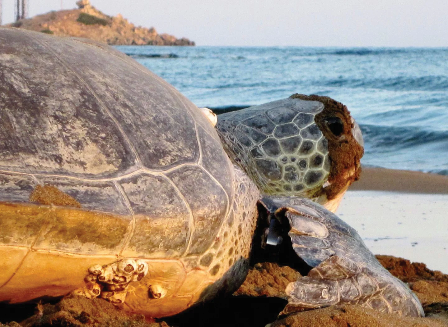 A green turtle returns to sea after nesting on the island of Cyprus. © LAWRENCE SAMPSON