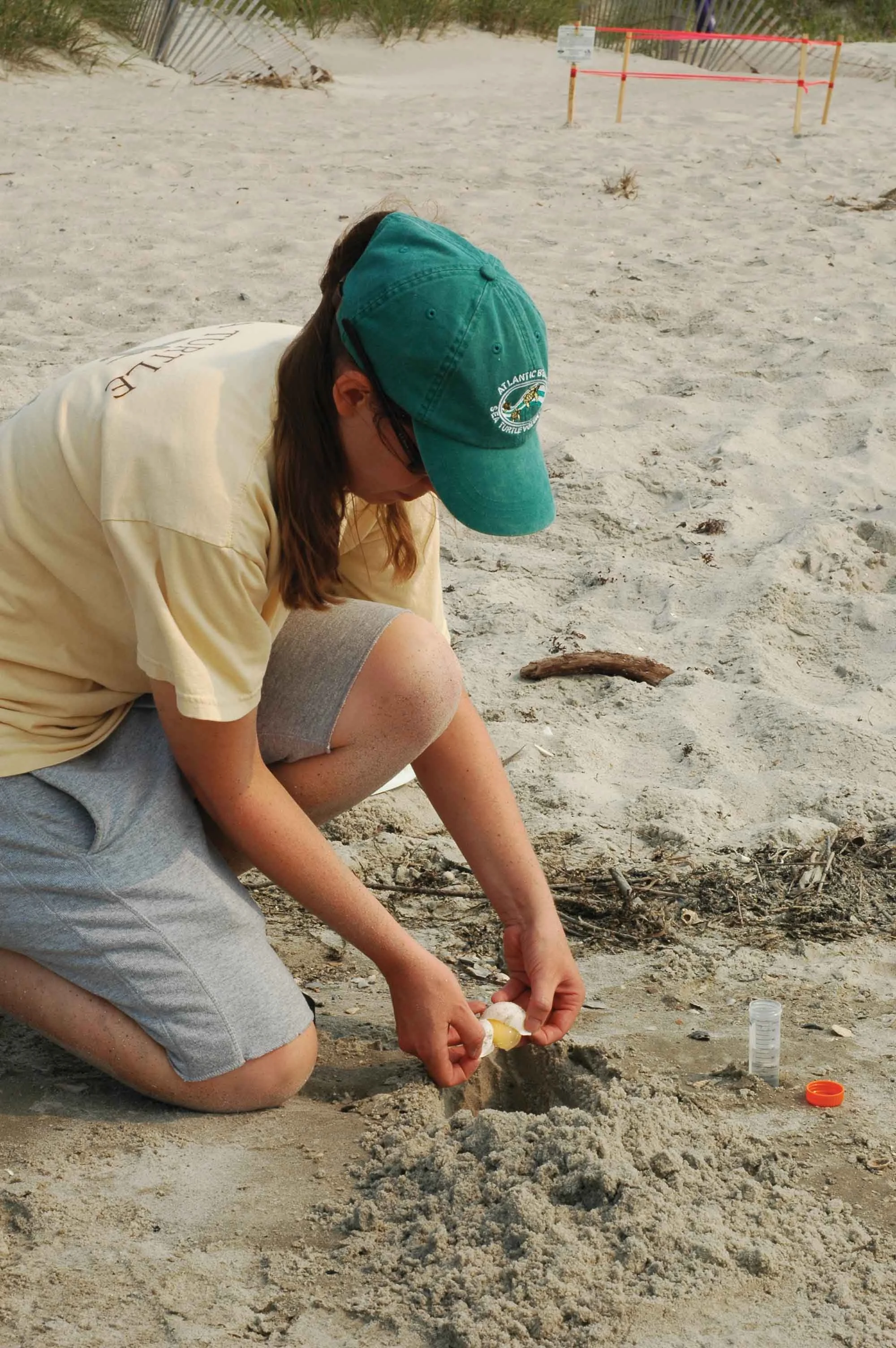 A researcher collects an eggshell for genetic analysis to identify the individual turtle that laid the eggs. © MATTHEW GODFREY / NCWRC