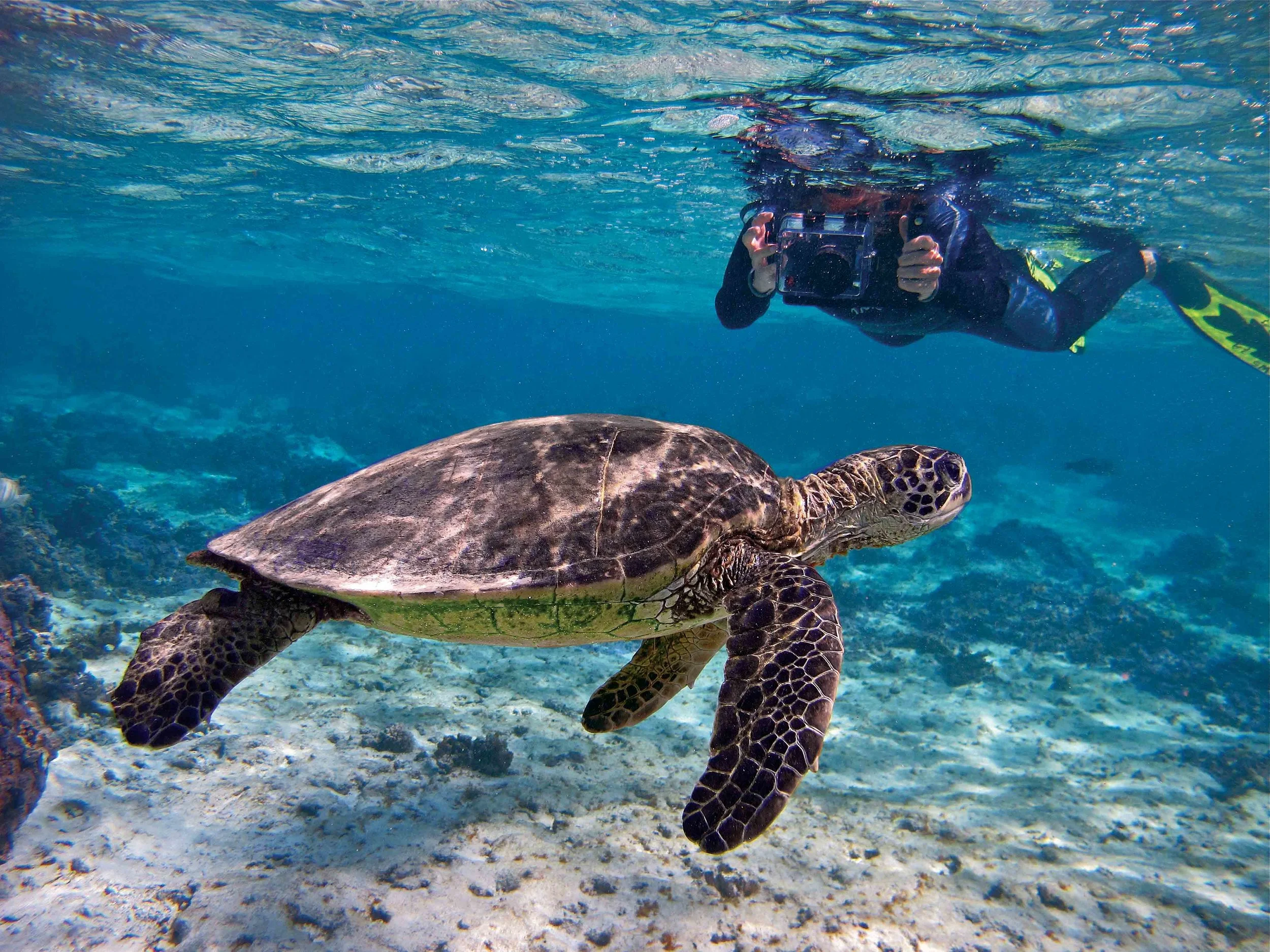 A snorkeler photographs a green turtle. Researchers are exploring ways to combine photography and computer software to identify individual turtles. © WAYNE SENTMAN