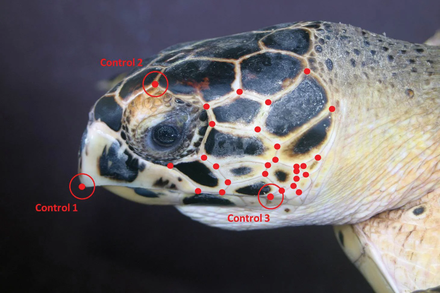 The face of a hawksbill turtle, illustrated to show the “spots” at the junctions between scales that were used in testing pattern recognition software. © STEPHEN DUNBAR
