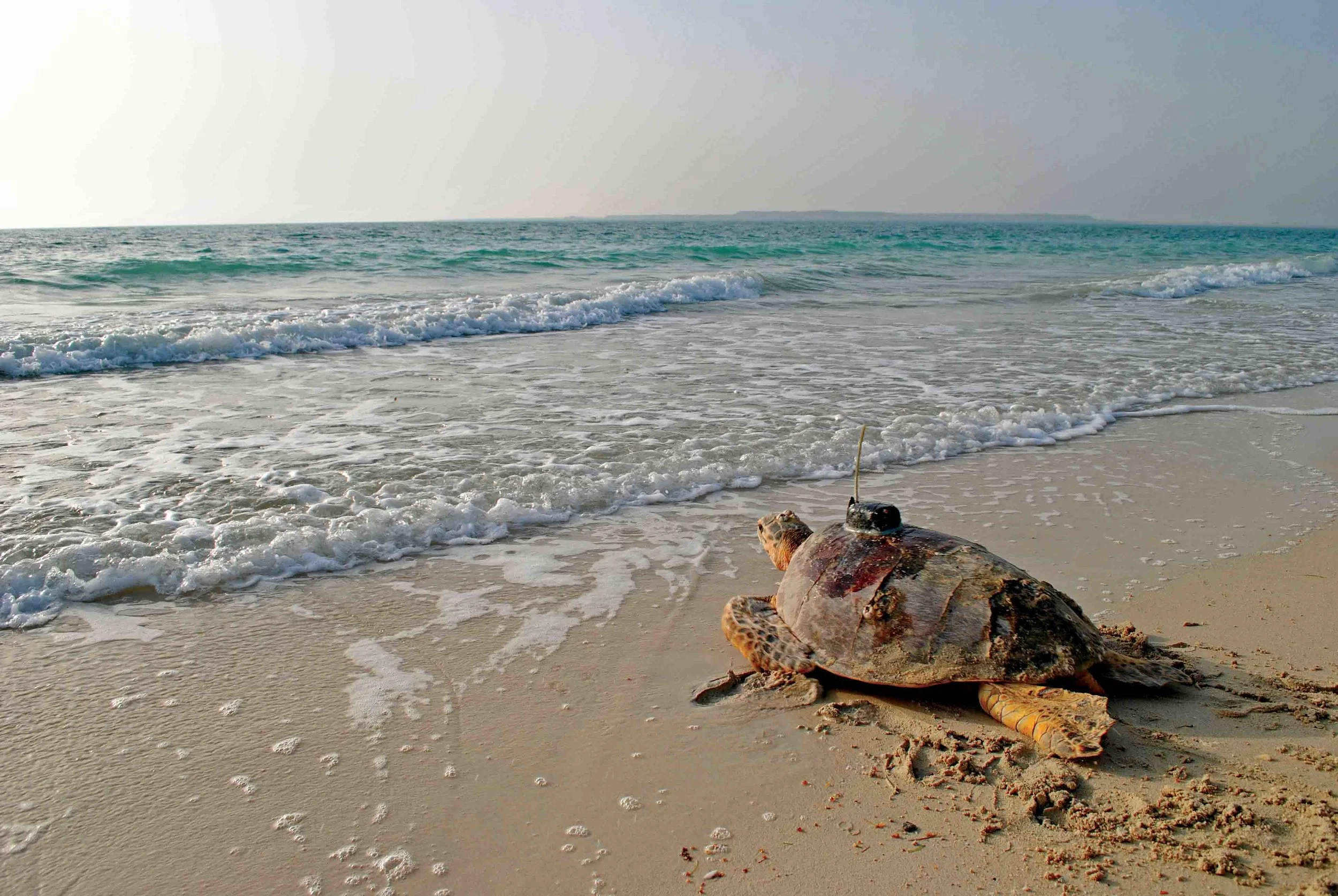 Important Turtle Areas in the Arabian Gulf — The State of the World's ...