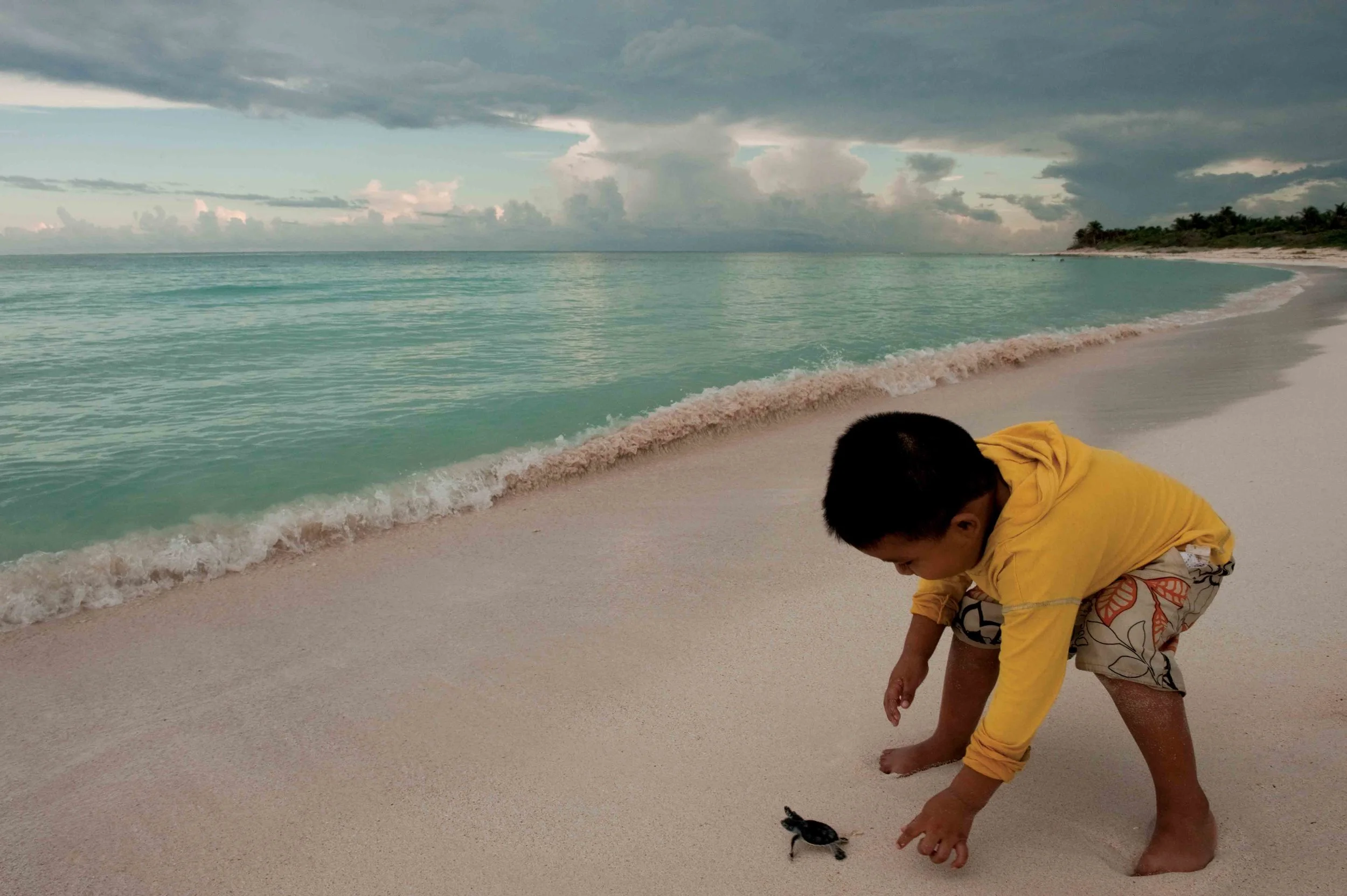 A boy releases a hatchling green turtle as part of a sea turtle festival in Quintana Roo, Mexico. © PETE OXFORD / ILCP
