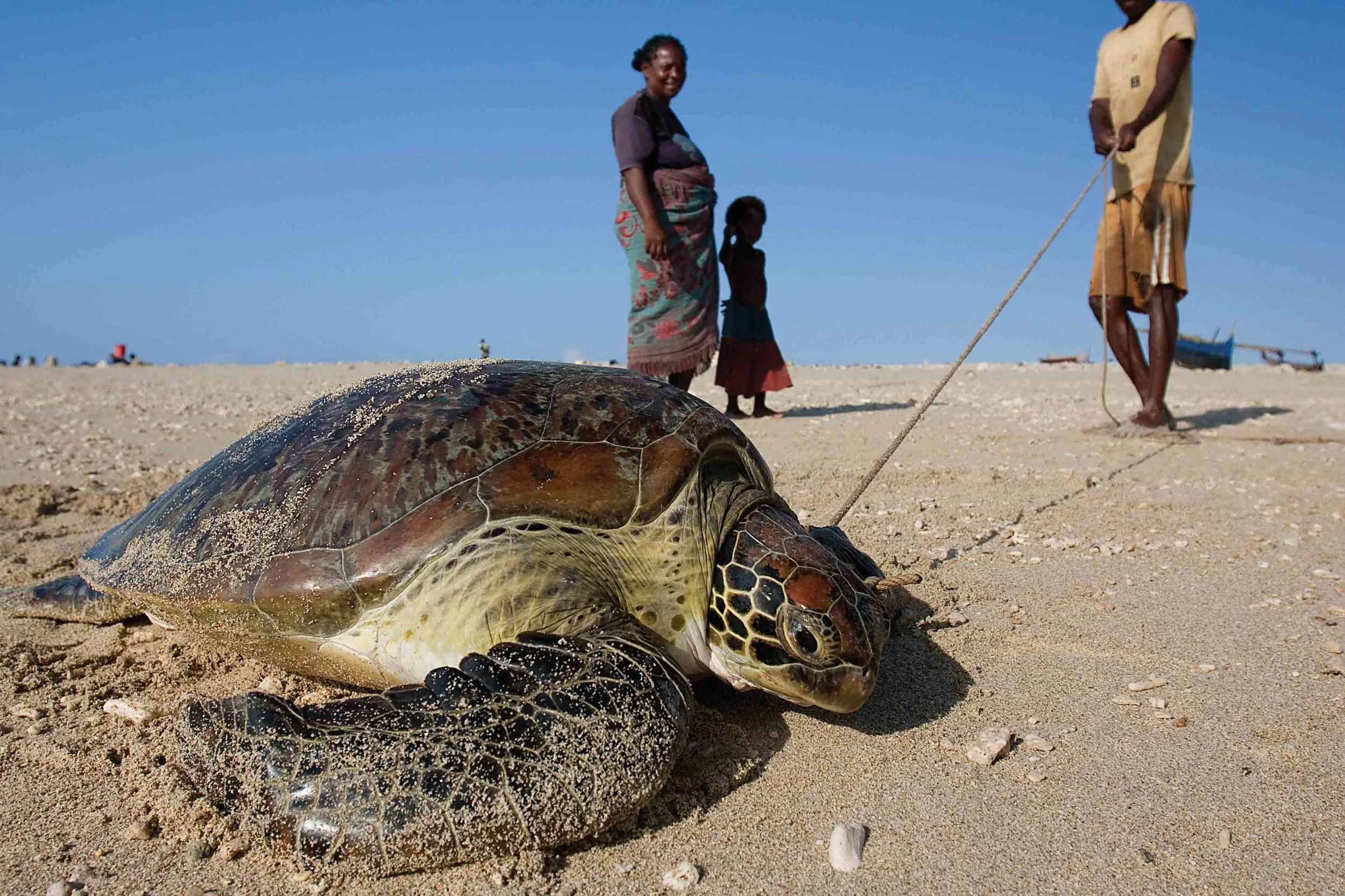 Sea turtles have been traditionally hunted by Vezo tribesmen in southwestern Madagascar for centuries. © Garth Cripps