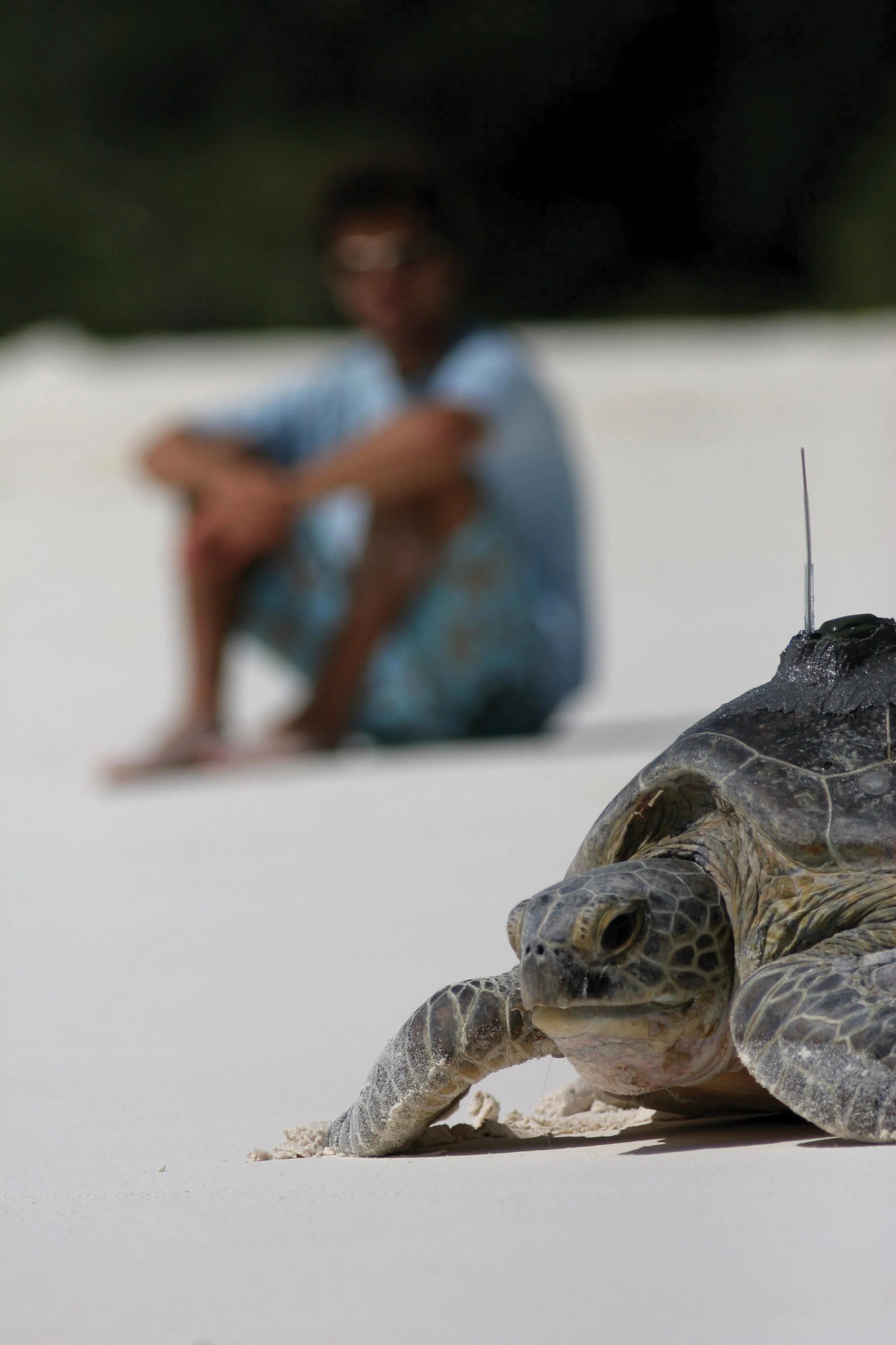 Connecting the Dots for Turtle Conservation — The State of the World's ...