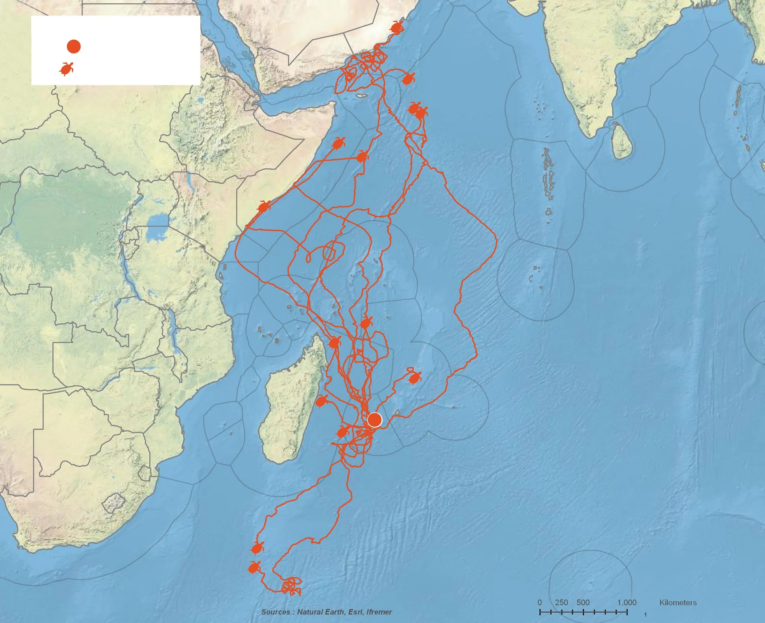 Movements of 14 subadult loggerhead turtles released from Réunion Island after being accidentally captured by the French longline fishing fleet.