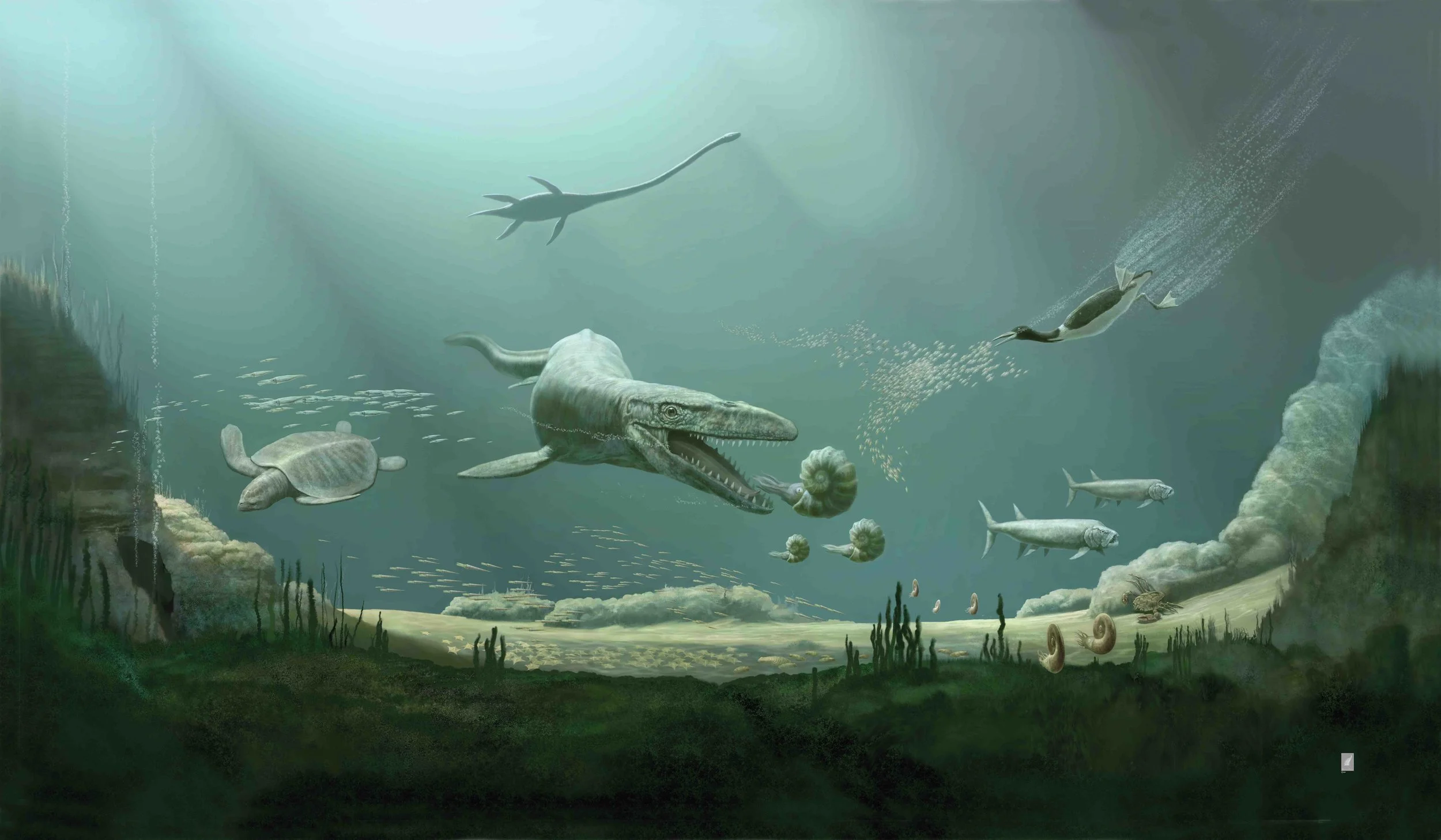 Sea turtles have been swimming the seas for millions of years. They have outlived many of their reptilian brethren, like the mosasaurs and plesiosaurs illustrated in this mural of marine life during the Cretaceous period (144 million to 65 million years ago). Understanding how sea turtles responded to past climate changes could paint a picture of how they would survive threats from present-day climate change. © Karen Carr