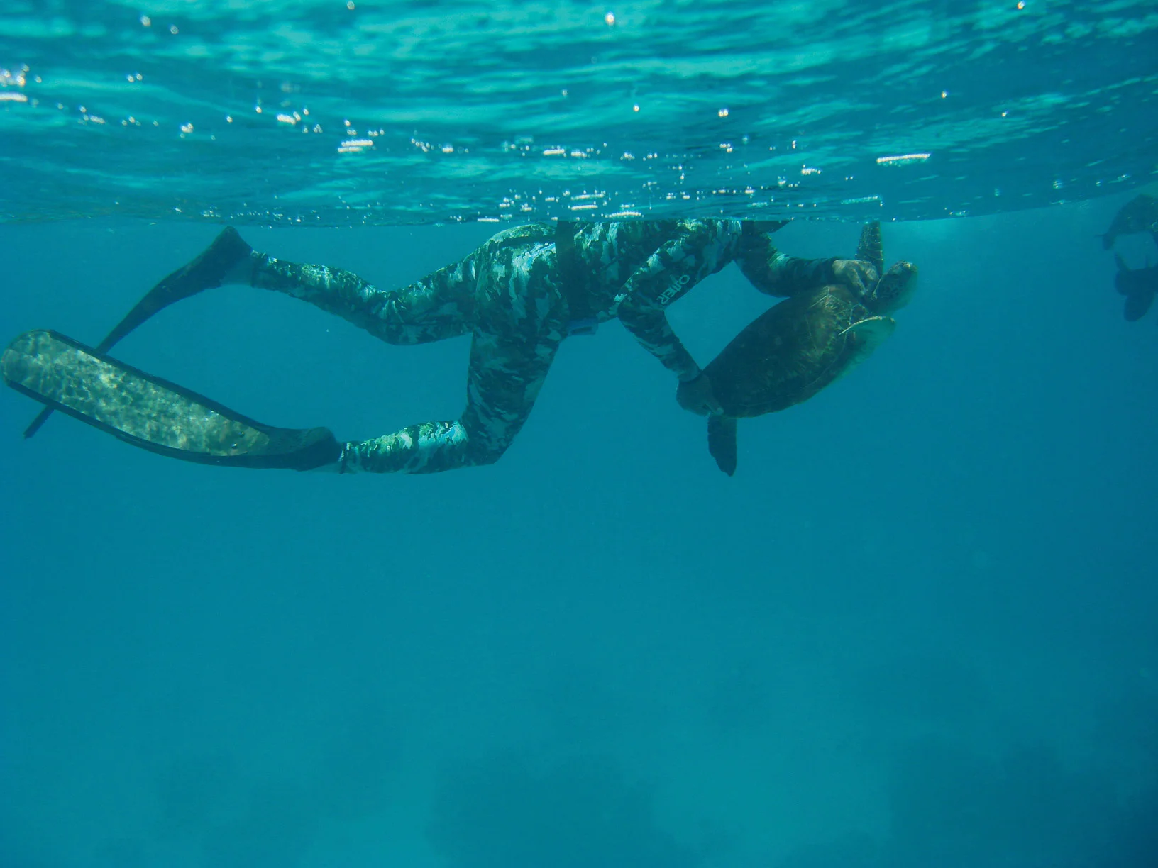 Coming up from a free dive, Jessy Hadpei brings a green turtle to the surface as part of research efforts in the Northern Mariana Islands. © Christopher Alepuyo