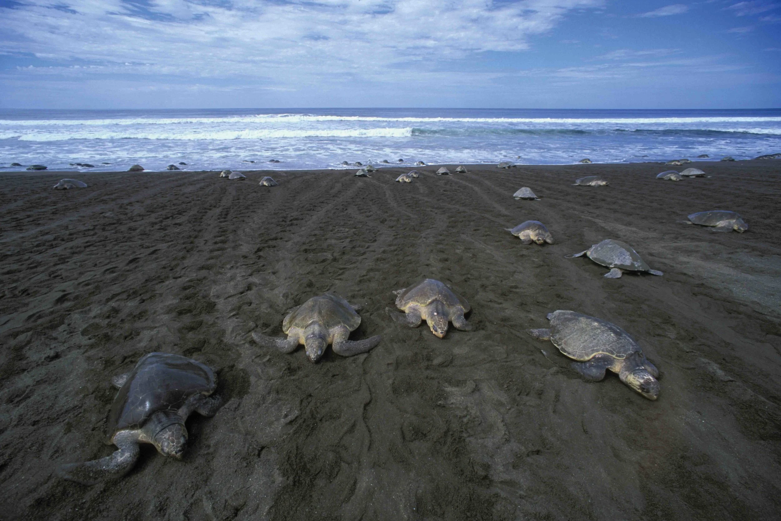 Synchronous mass nesting of olive (and Kemp’s) ridleys resembles an amphibious invasion of an unsuspecting strip of sandy beach. For several nights, thousands of female sea turtles crawl to and from the ocean, over and under each other, in an egg-laying frenzy. How sea turtles coordinate those events is still poorly understood. © Doug Perrine/Seapics.com
