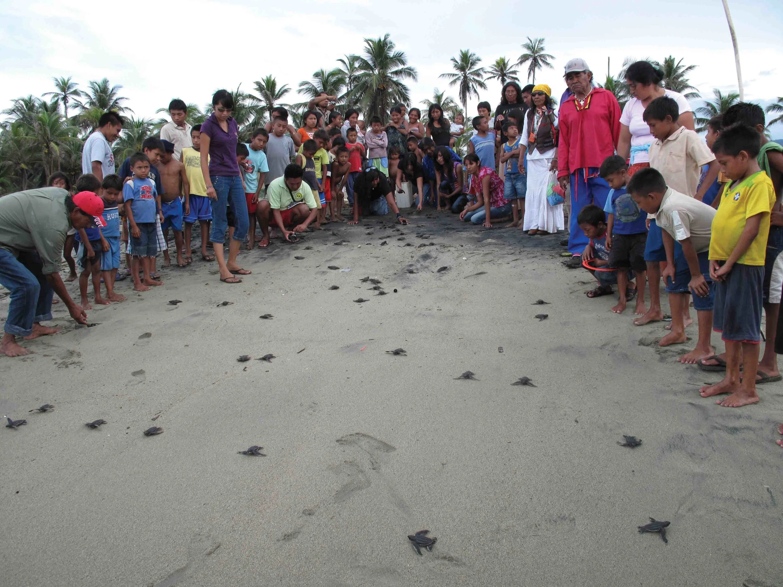 Members of the Comcáac Nación of Sonora, Mexico, traveled to the Kuna community of Armila, Panama, to participate in a leatherback hatchling release ceremony. Because of decimated leatherback populations, the Comcáac have not been able to have this ceremony in their homeland for over 30 years. © Tim Dykman