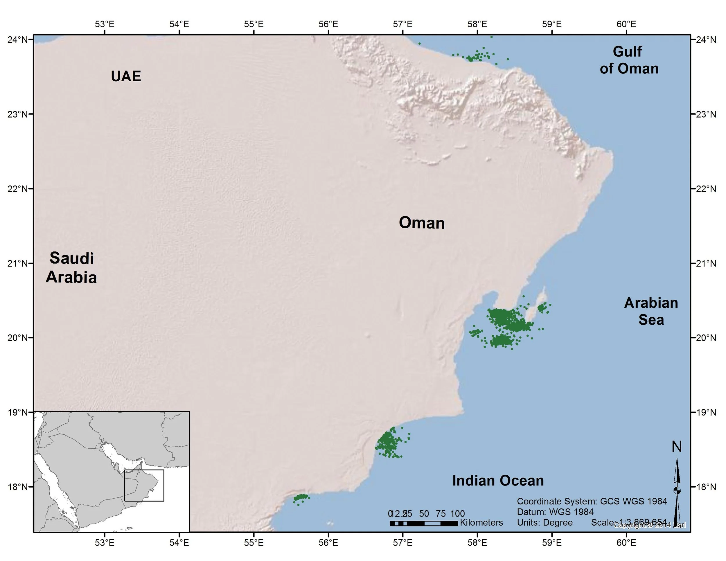 Maps of the Gulf (TOP) and coast of Oman (BOTTOM) showing locations of satellite-tagged hawksbill turtles concentrated at foraging grounds. © OLIVER KERR / EWS-WWF